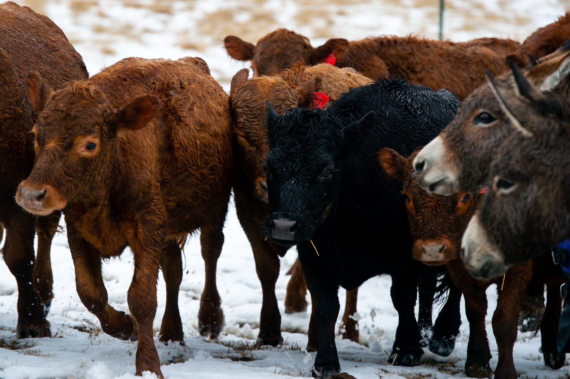 75acre proposed greenbelt farm at 7084 Spencer Road in Northfield
