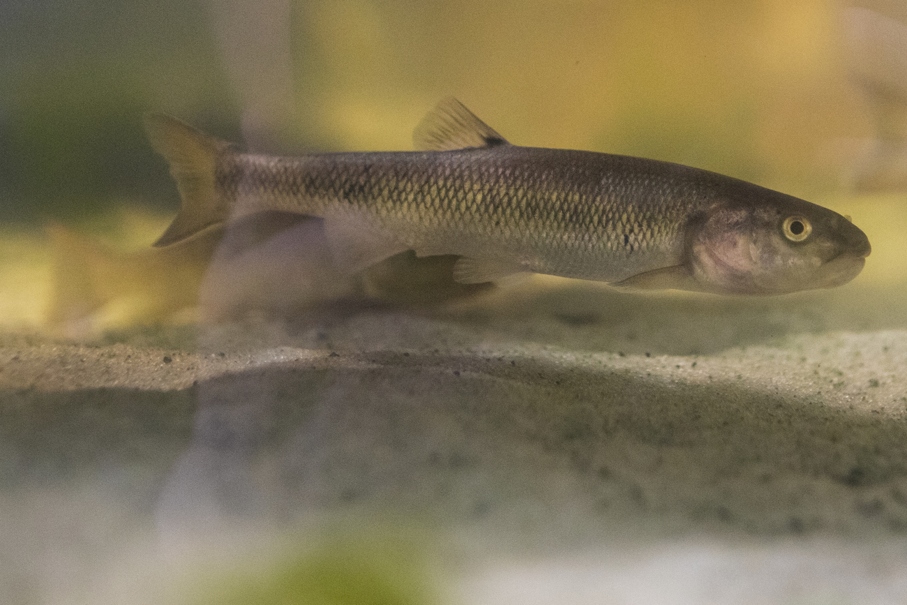 Natural Features Protection District in Kalamazoo