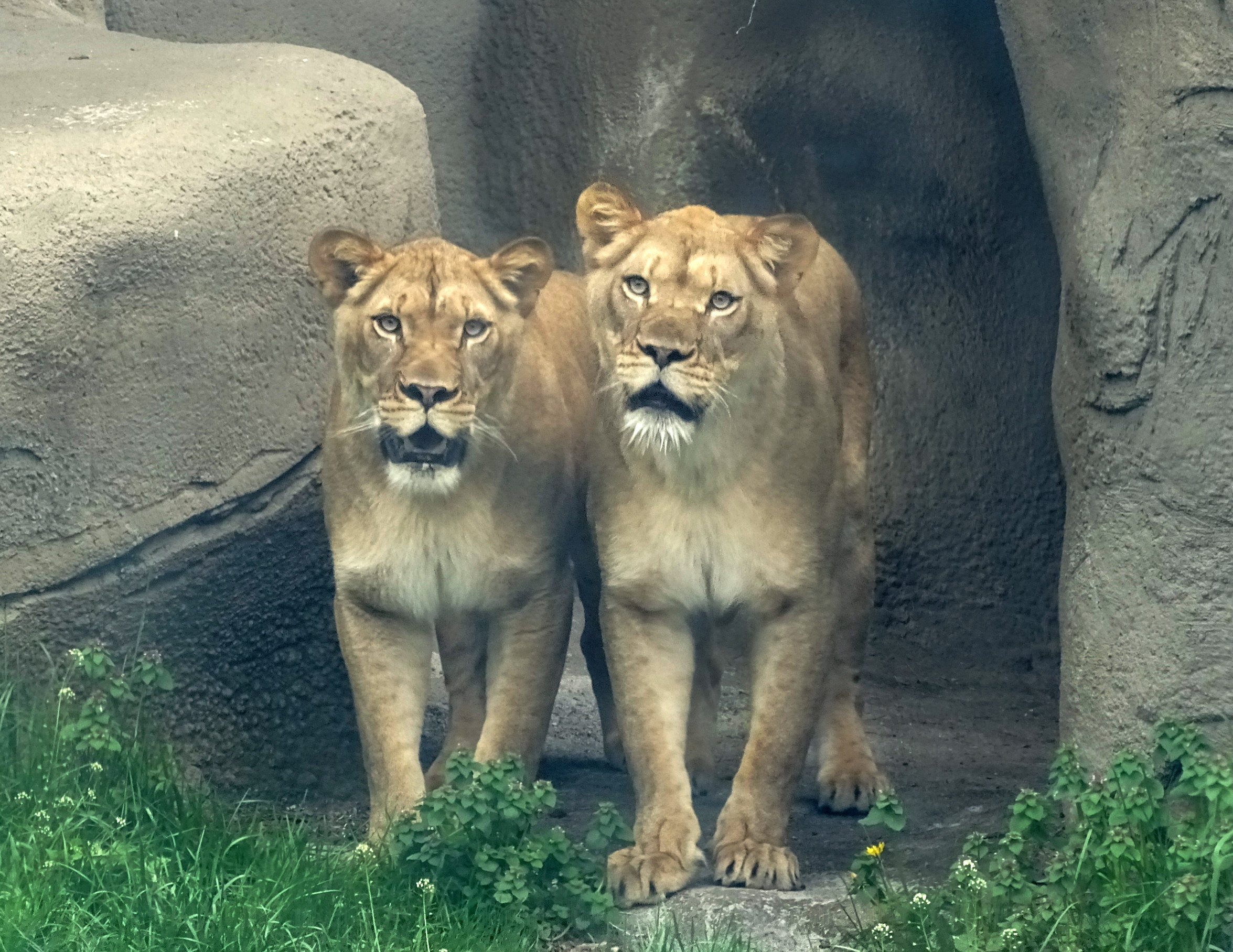 Detroit Zoo welcomes two new 3-year-old lionesses via