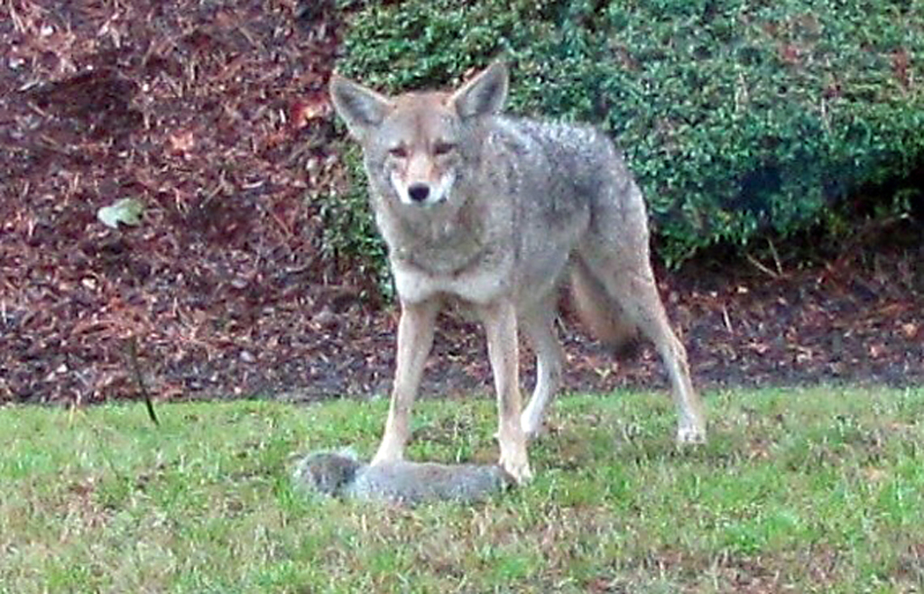 Urban coyotes eat lots of cats and human garbage, poop study finds