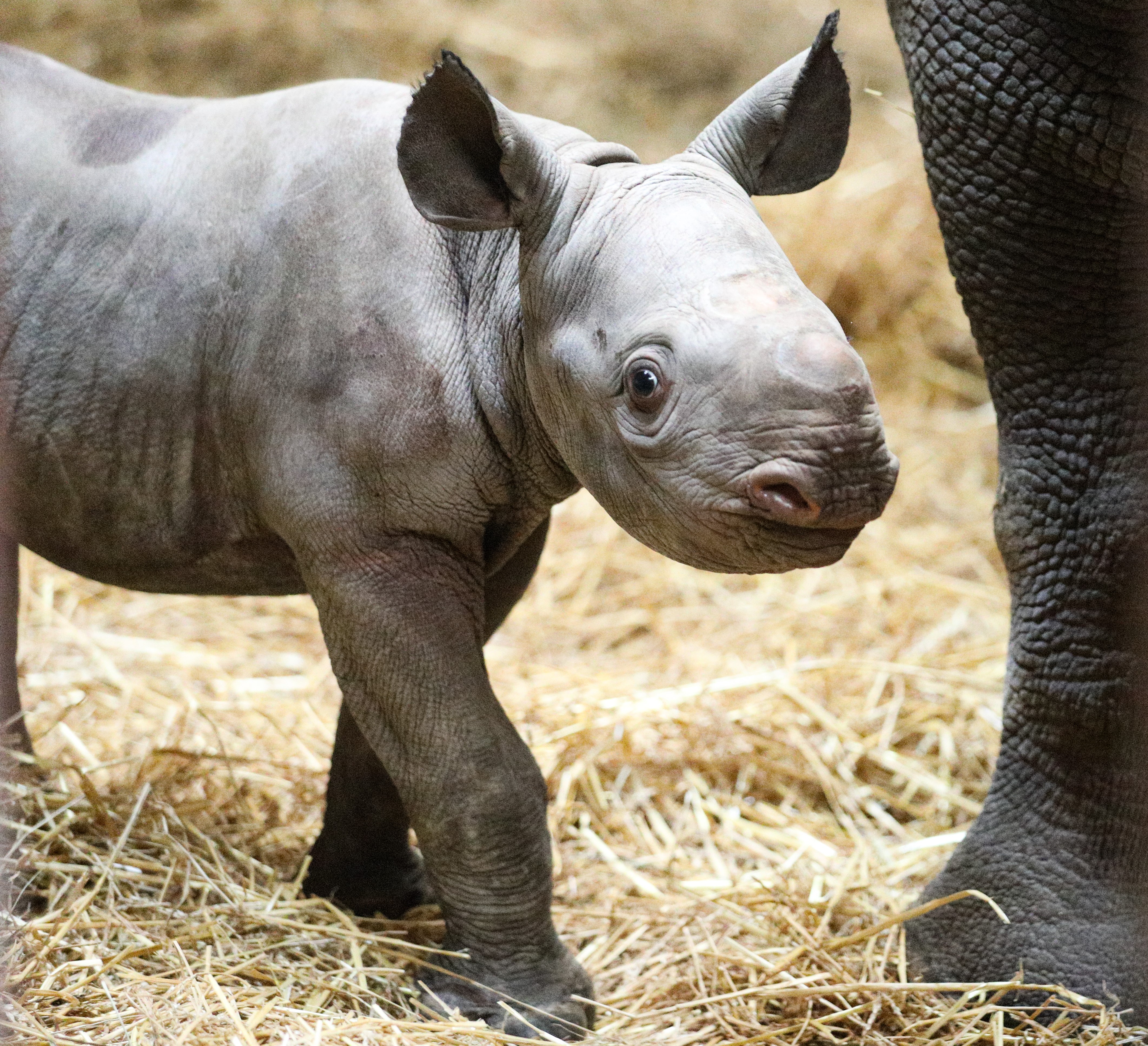 Baby Black Rhinoceros