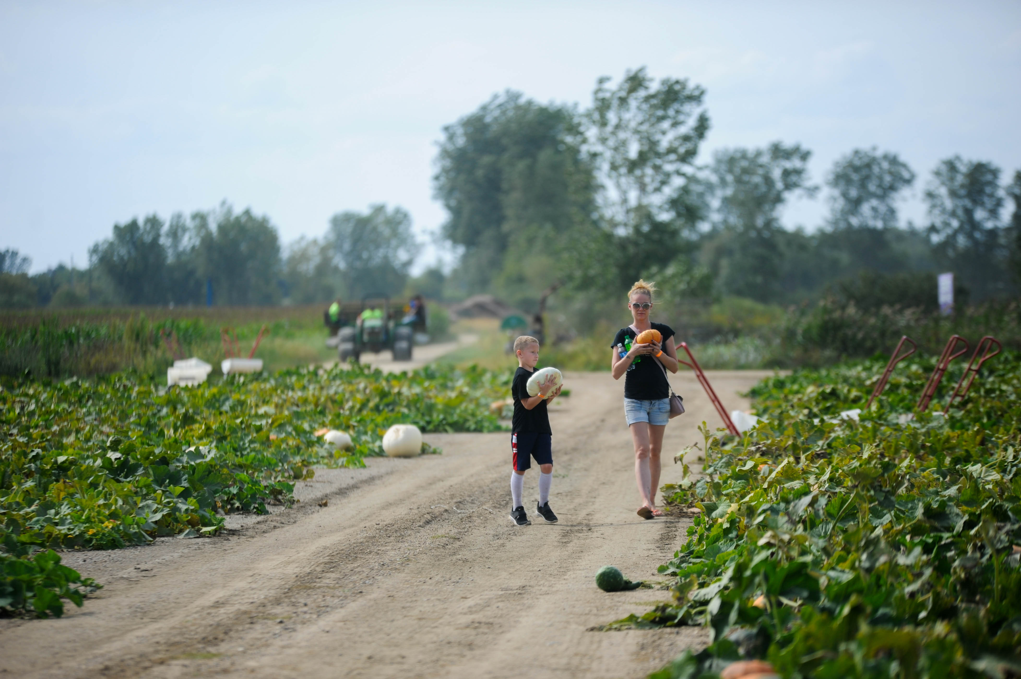 Family fun at DeBuck's Corn Maze and Pumpkin Patch - mlive.com