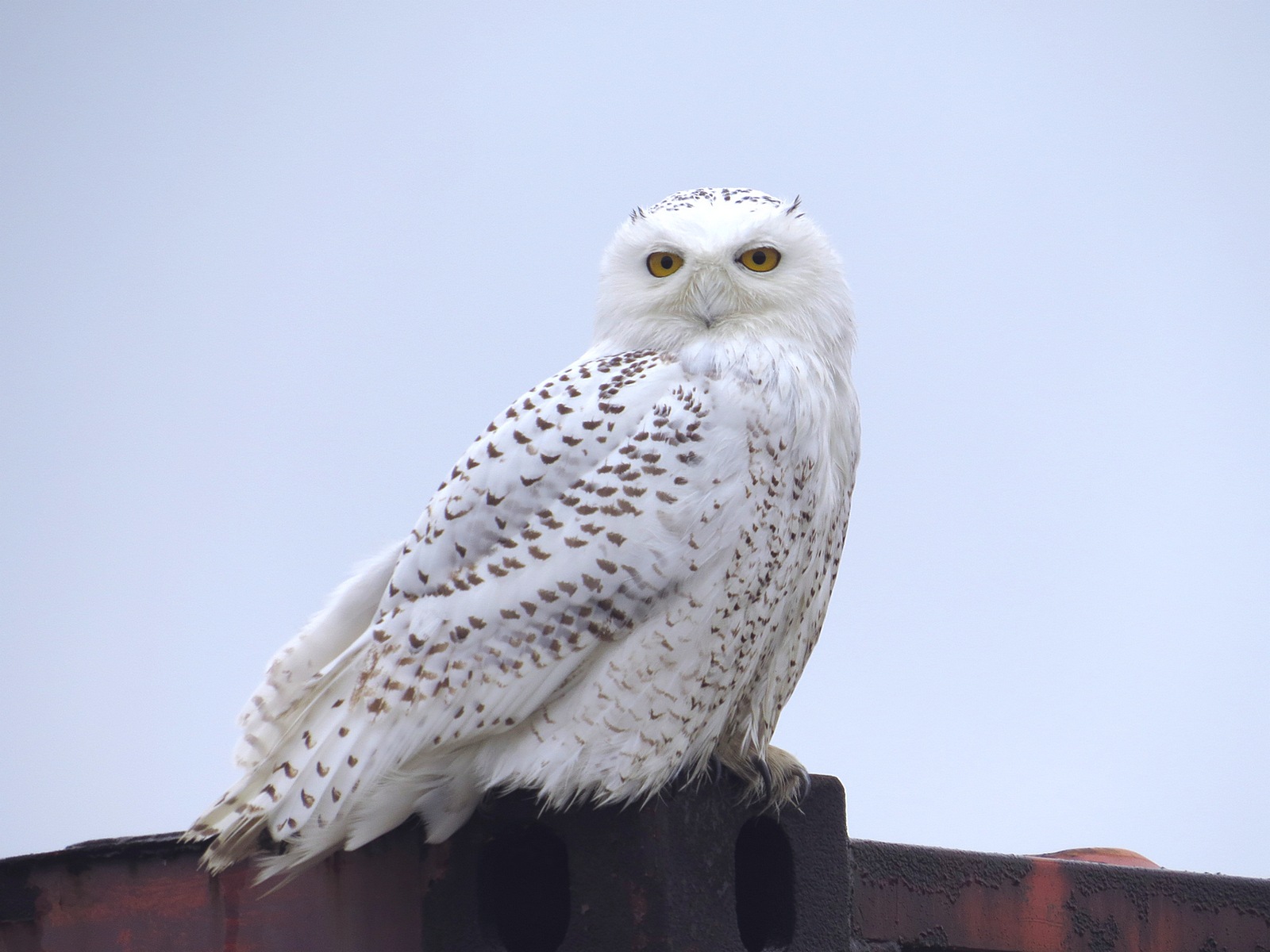 Snowy Owls Bring Wonder Of The Arctic Home To Birders In Northeast Ohio