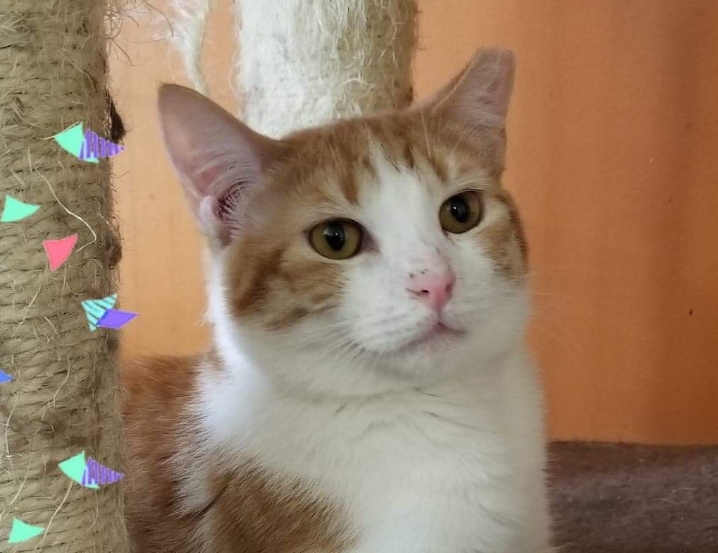 Adopt 11 super cute rescued pets on Staten Island this weekend April