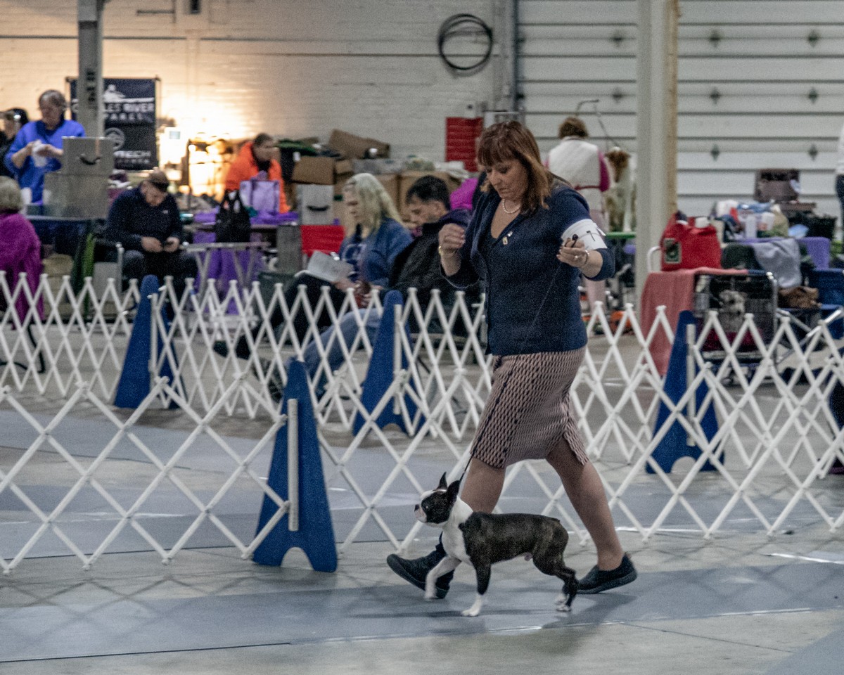 Worcester County Kennel Club Dog Show