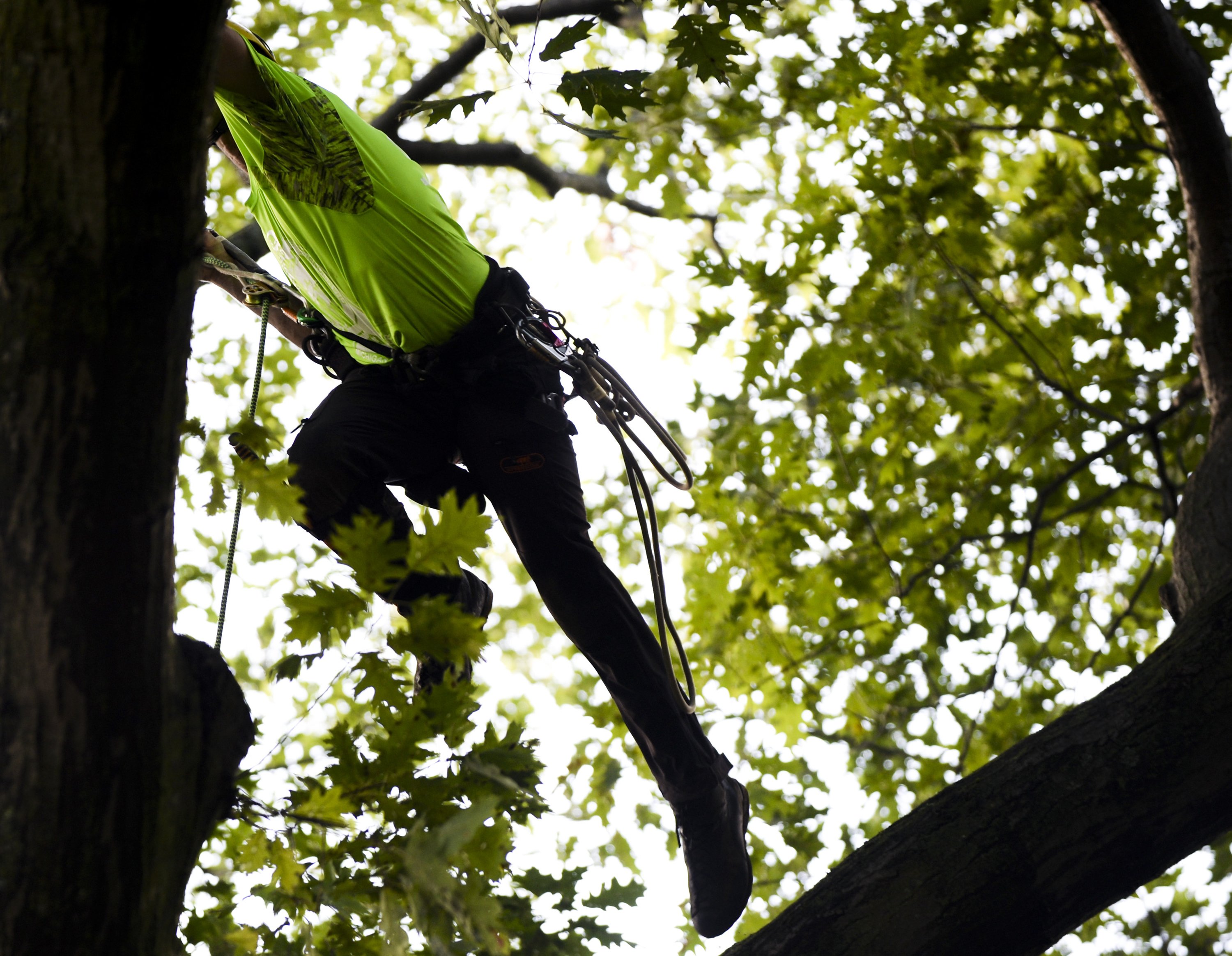 Michigan Tree Climbing Championship coming to Traverse City - mlive.com