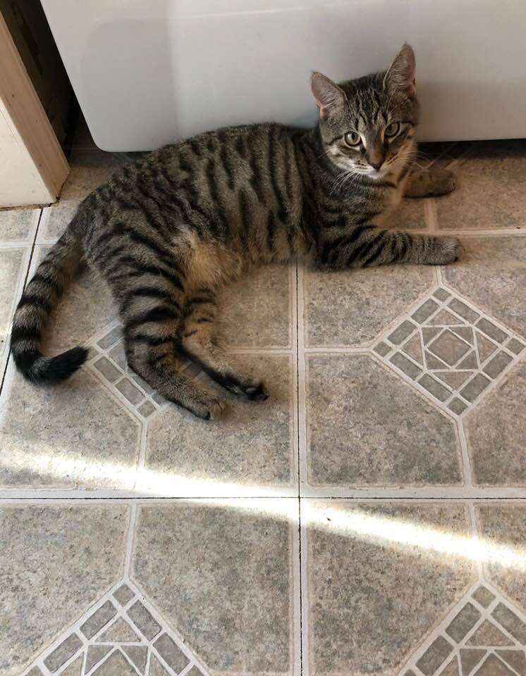 15 super cute rescue pets to adopt this weekend on Staten Island Feb