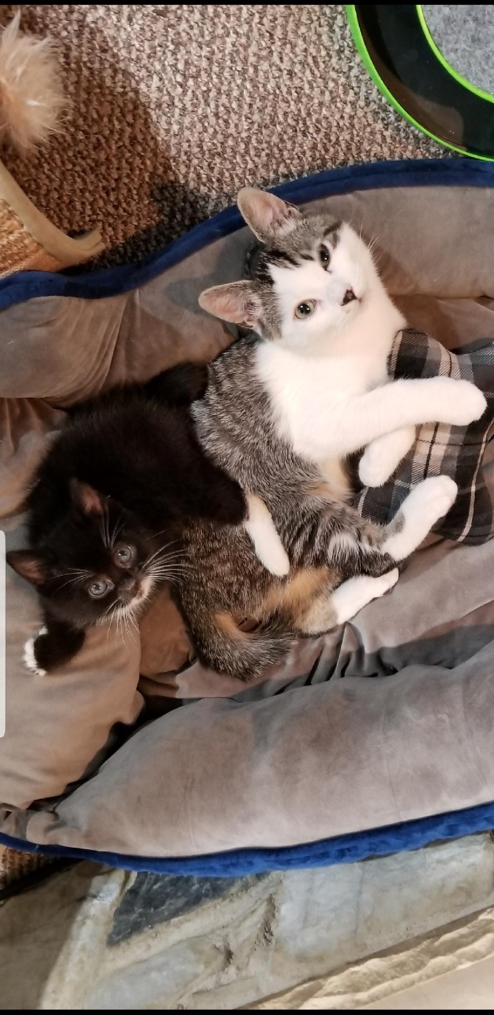 21 super cute rescue pets you can adopt this weekend on Staten Island Dec. 1516