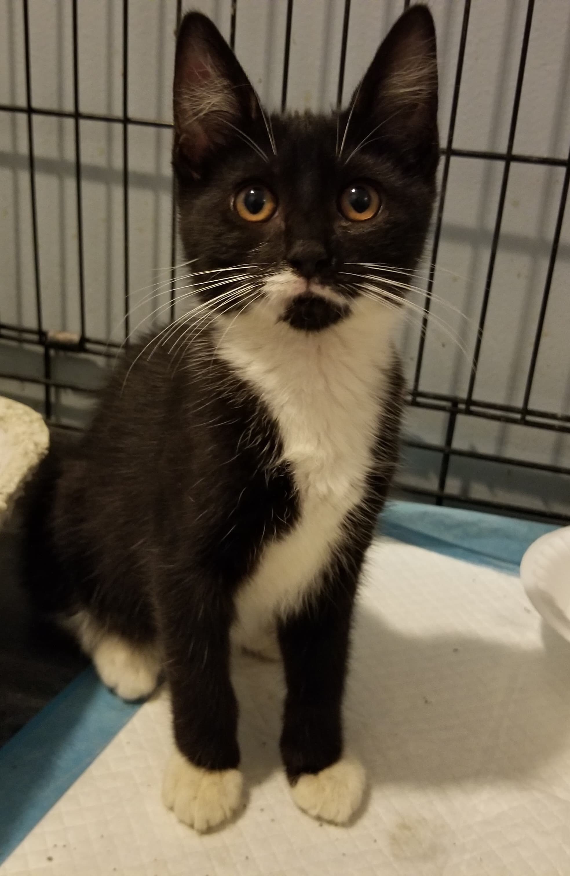 Adopt 14 Awesome pets on Staten Island this weekend July 67