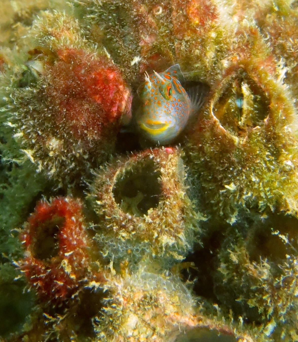 Blenny hunting, pursuing the cutest fish in the sea - al.com