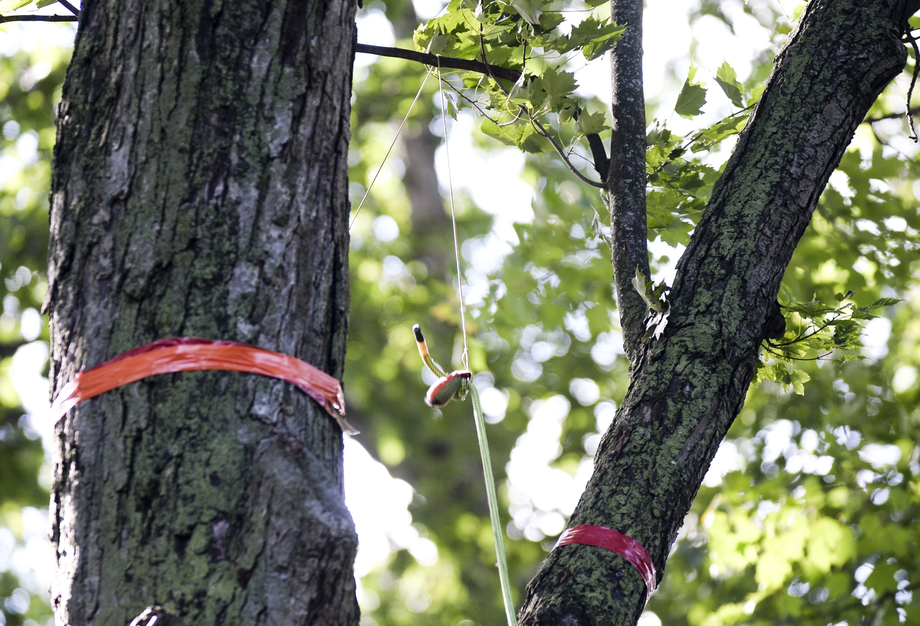 Michigan Tree Climbing Championship coming to Traverse City - mlive.com