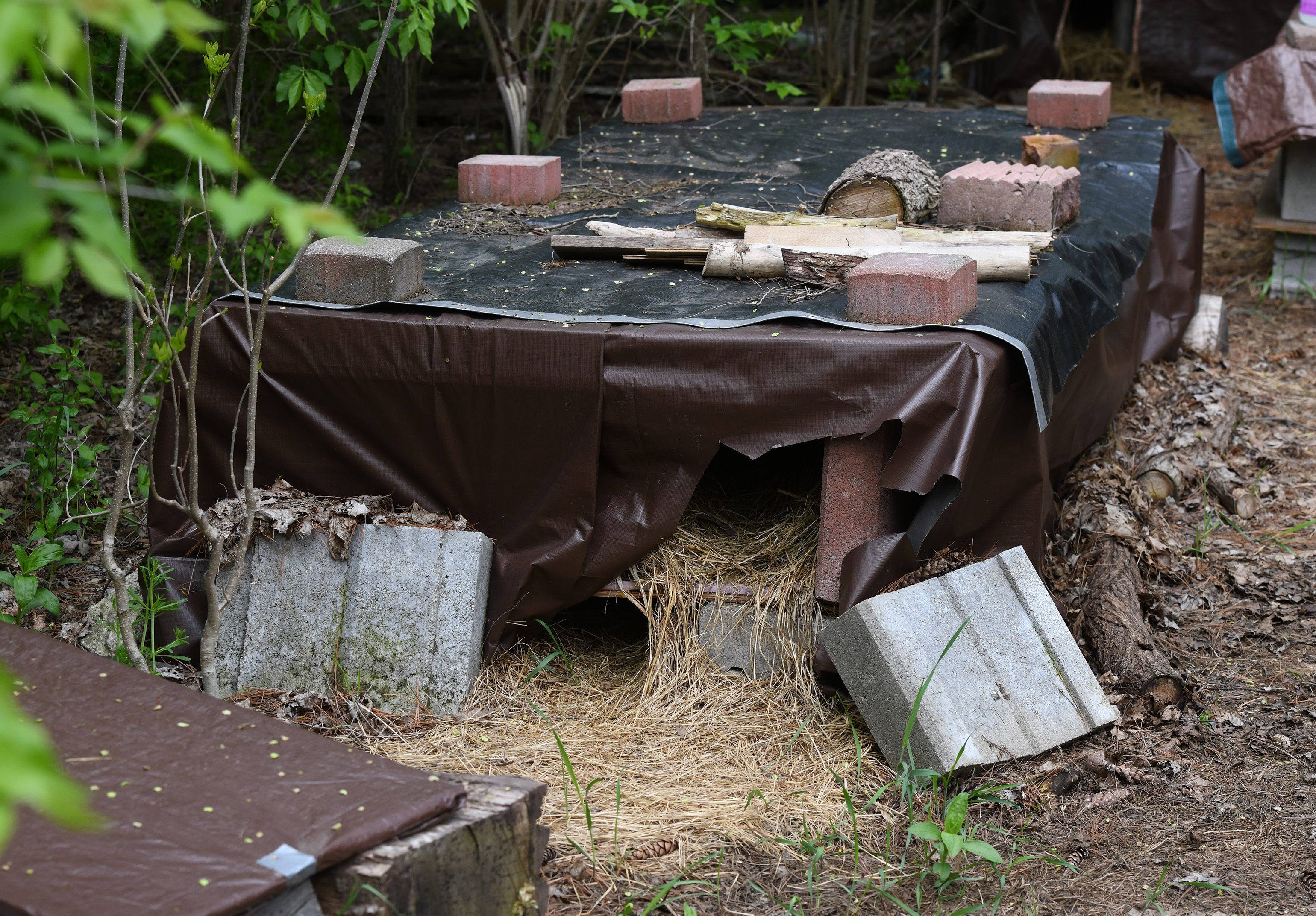 Group keeps feral cat colony in Summit Township - mlive.com