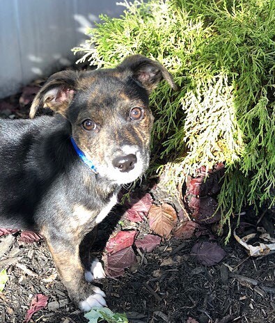 Huggable Pets 13 huggable pets you can rescue this weekend on Staten Island: Nov. 3-4 ...