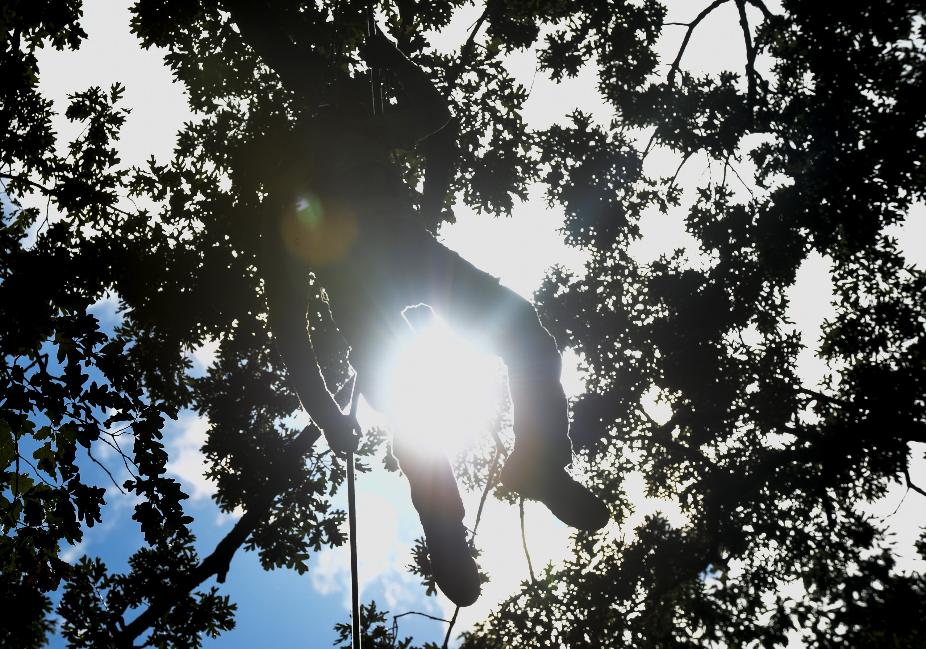 Michigan Tree Climbing Championship coming to Traverse City - mlive.com