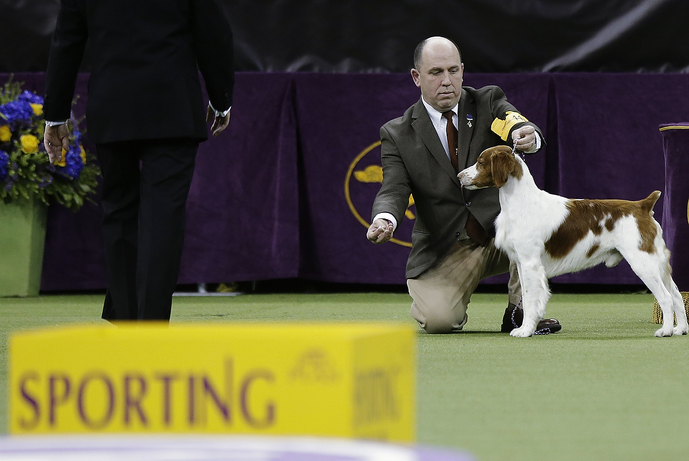 schipperke westminster 2019 ineligible