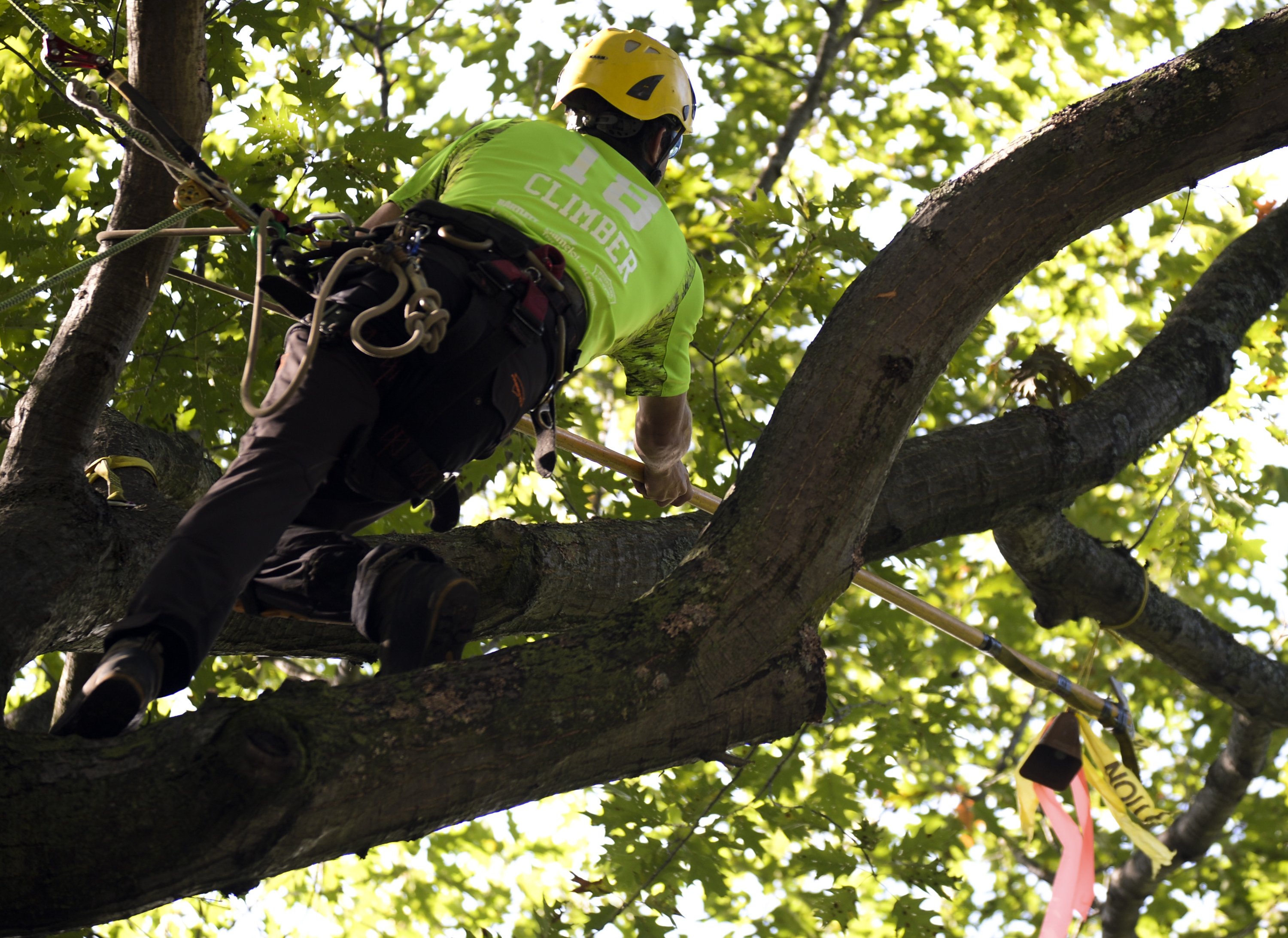Michigan Tree Climbing Championship coming to Traverse City - mlive.com