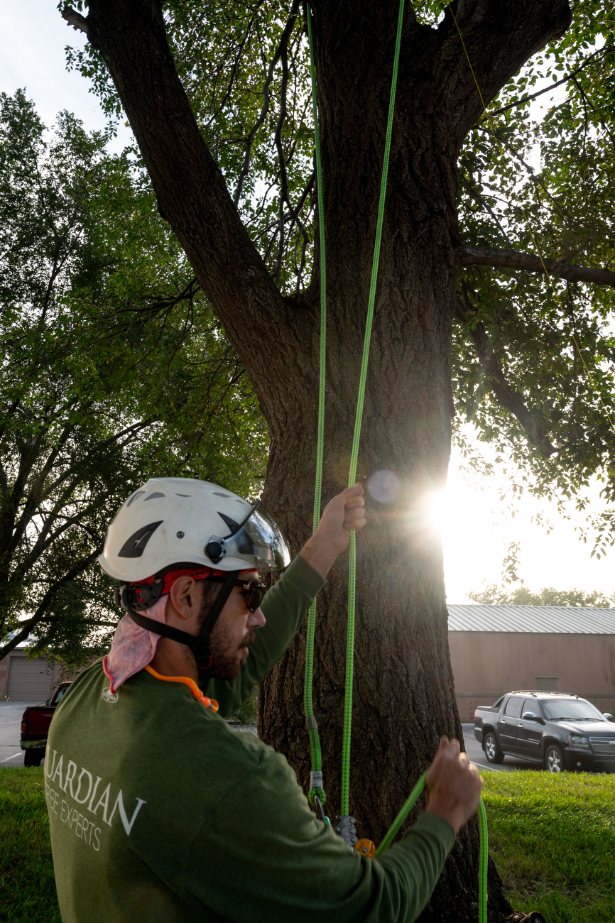 Guardian Tree Experts climbers win Michigan Tree Climbing Championship ...