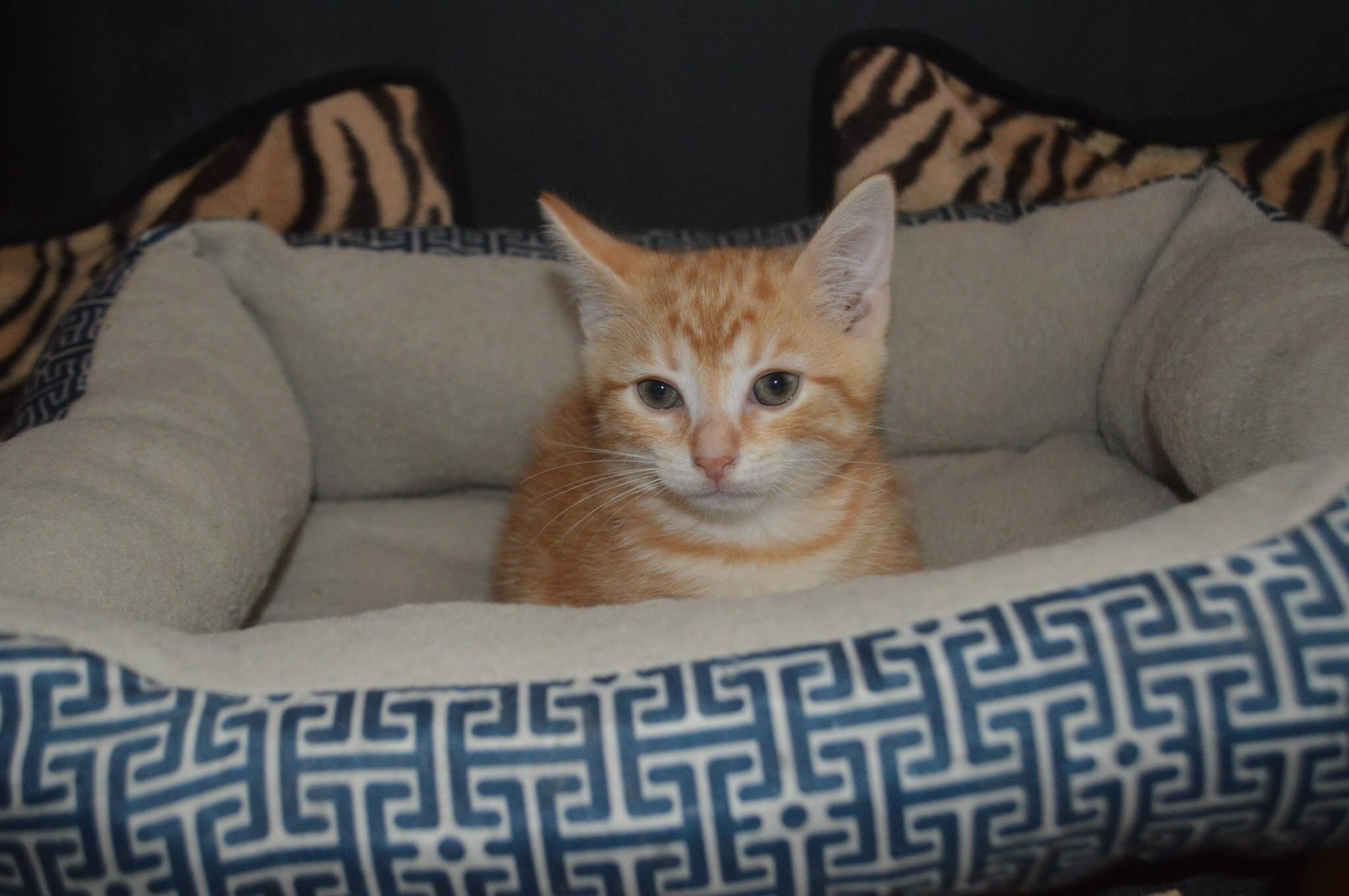 Huggable Pets 13 huggable pets you can rescue this weekend on Staten Island: Nov. 3-4 ...
