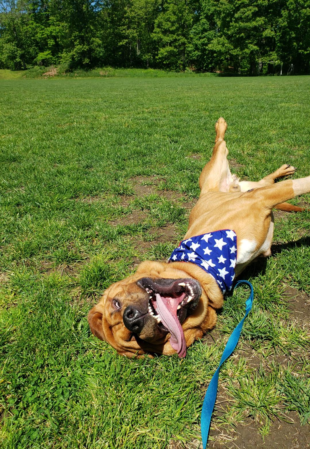 After losing his leg to cancer, this former police dog has found a new ...