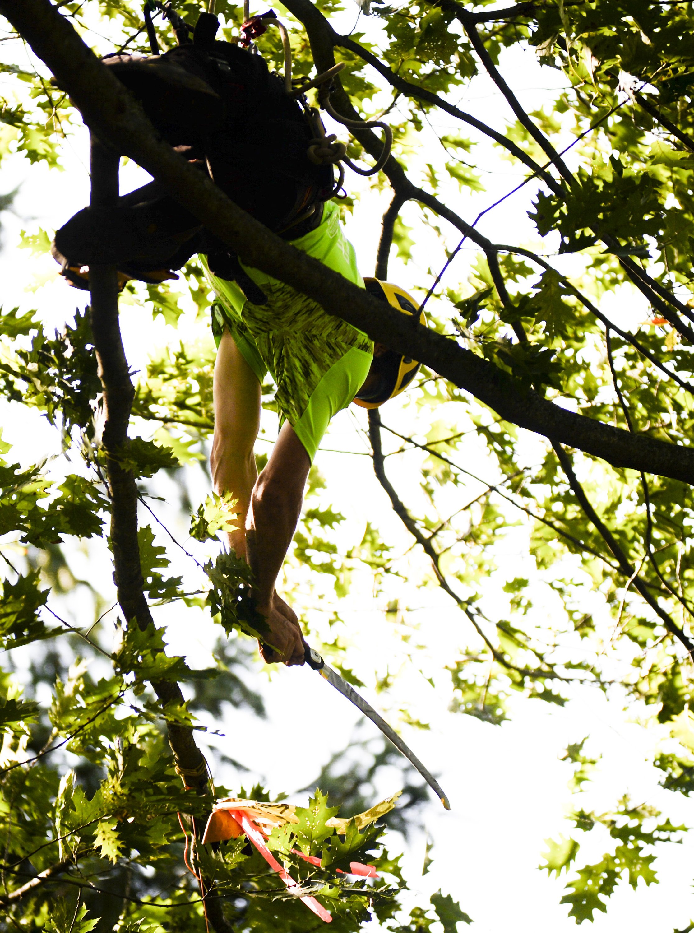 Michigan Tree Climbing Championship coming to Traverse City - mlive.com