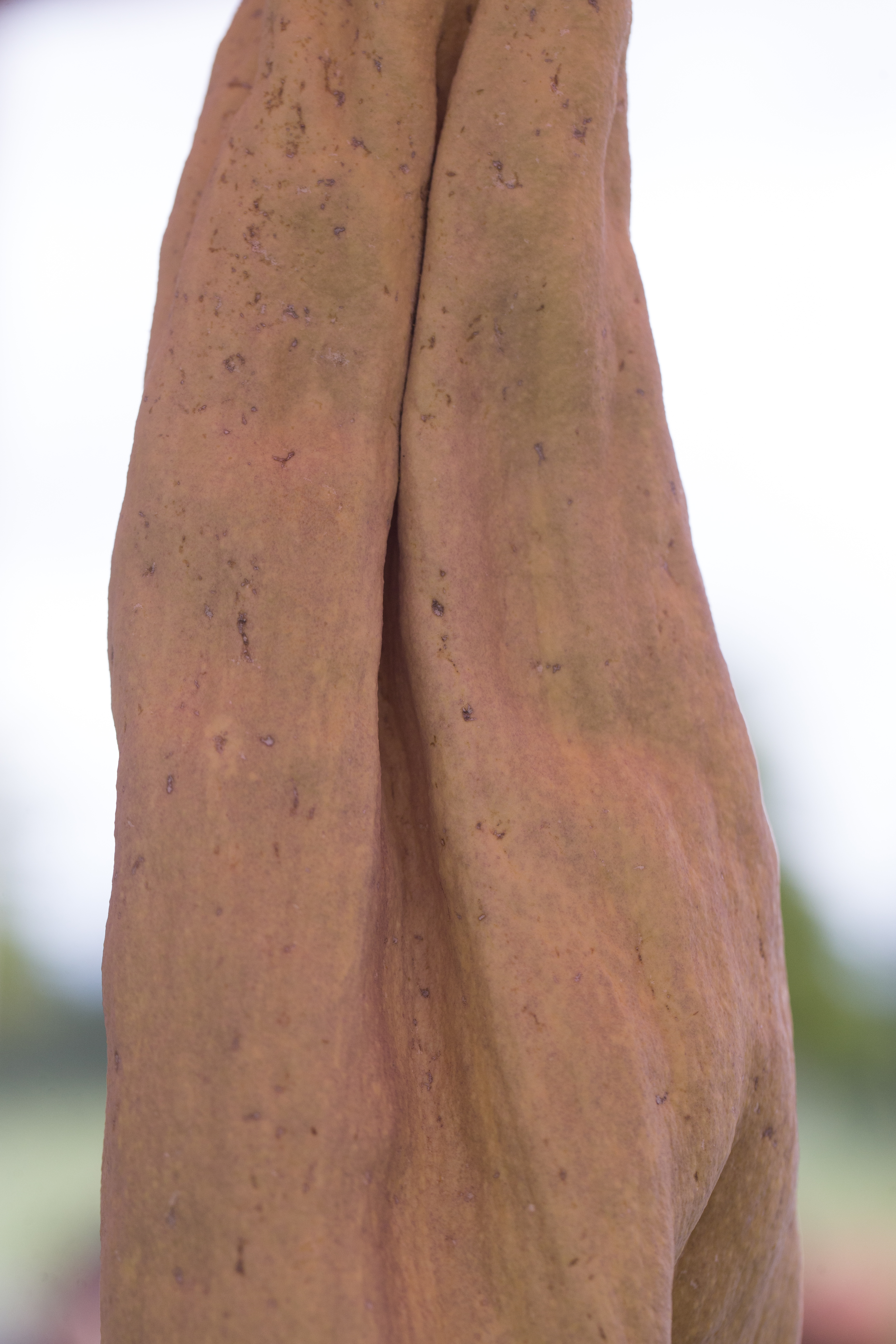 Rare corpse flower blooms at WSU Vancouver - oregonlive.com