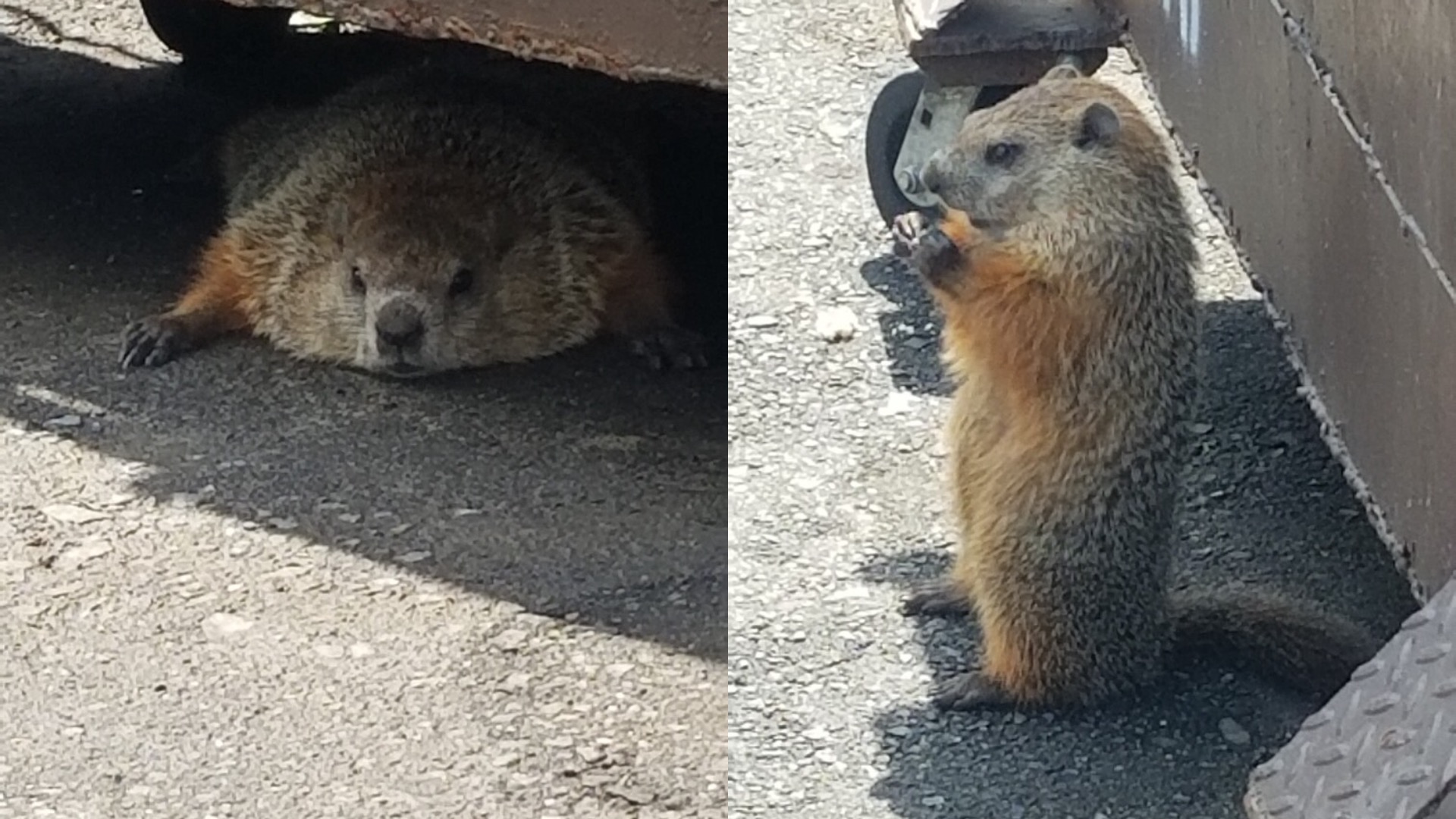 After a brief chase, NYPD captures groundhog in Grasmere