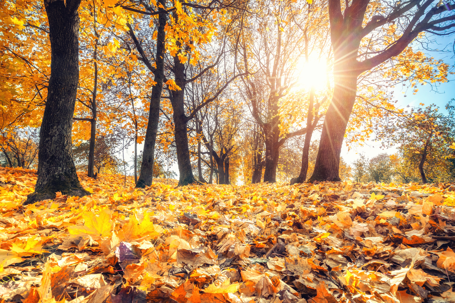 Autumn Begins Today What Does That Mean Other Than Fall Foliage 