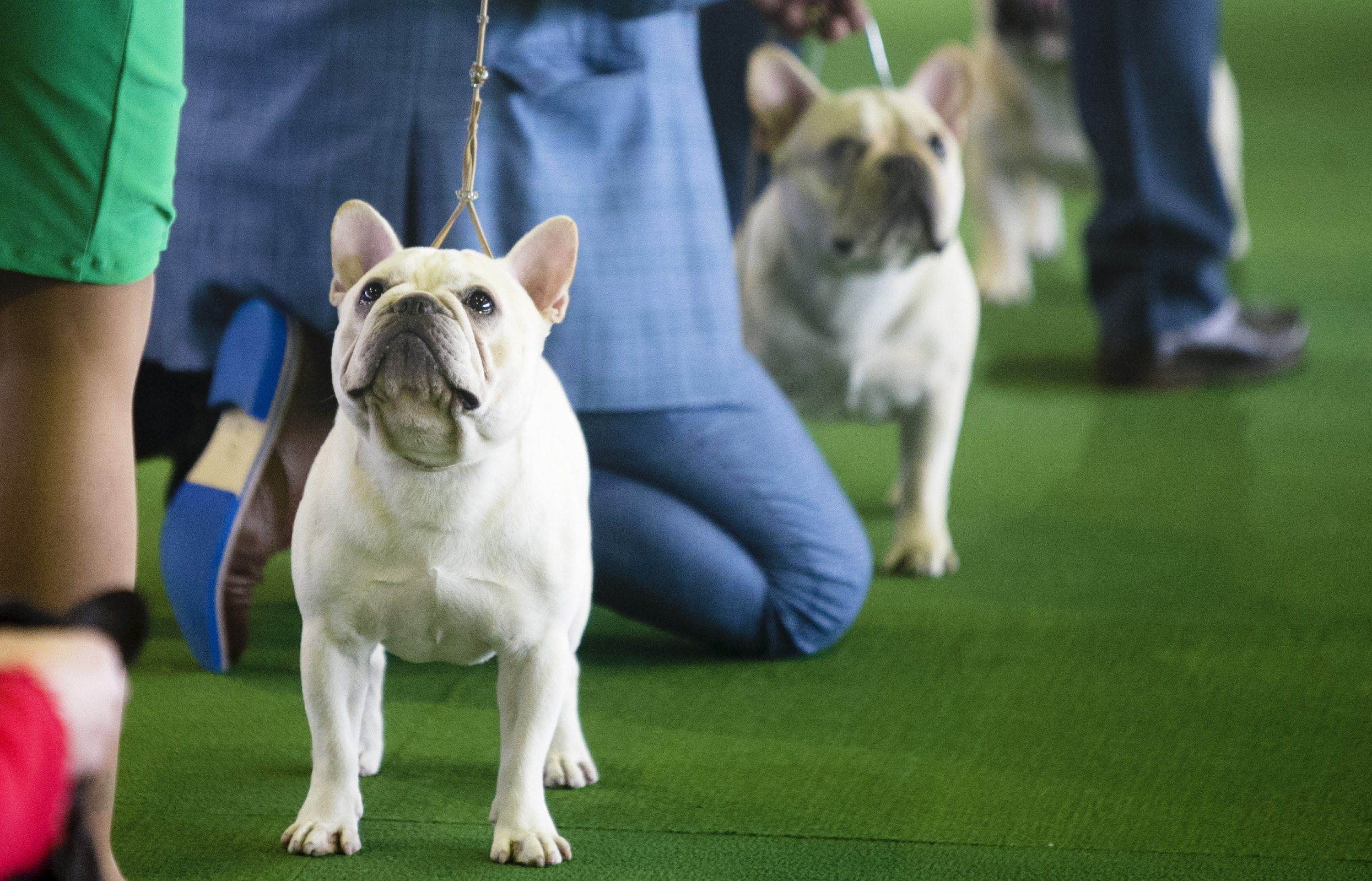 westminster dog show bulldog