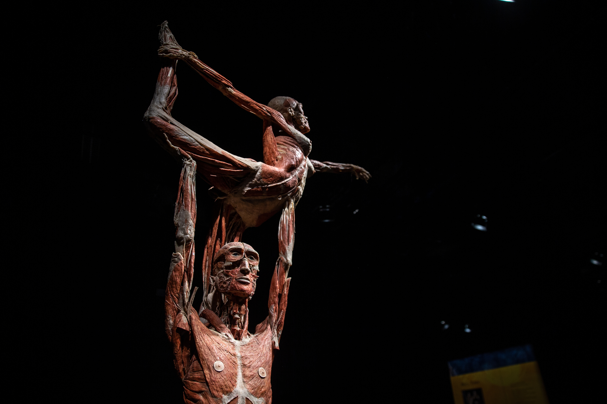 The Body Worlds exhibit "The Cycle of Life" has arrived at OMSI