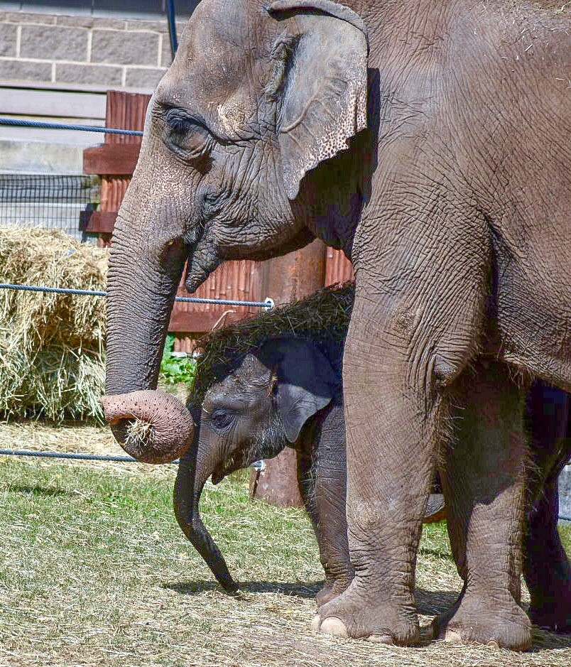 Elephants at The Rosamond Gifford Zoo at Park in Syracuse
