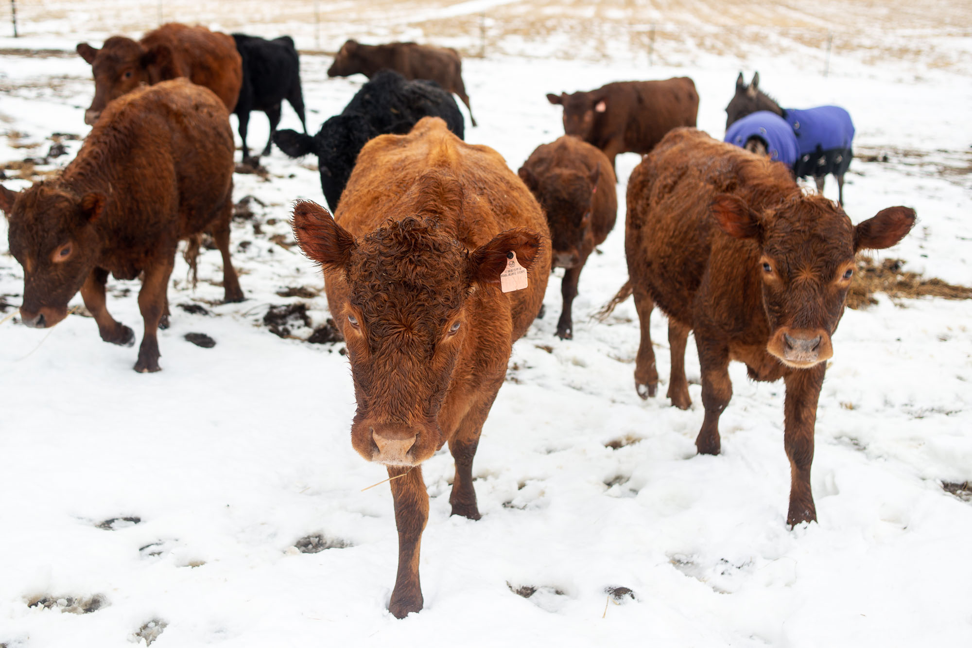 75acre proposed greenbelt farm at 7084 Spencer Road in Northfield