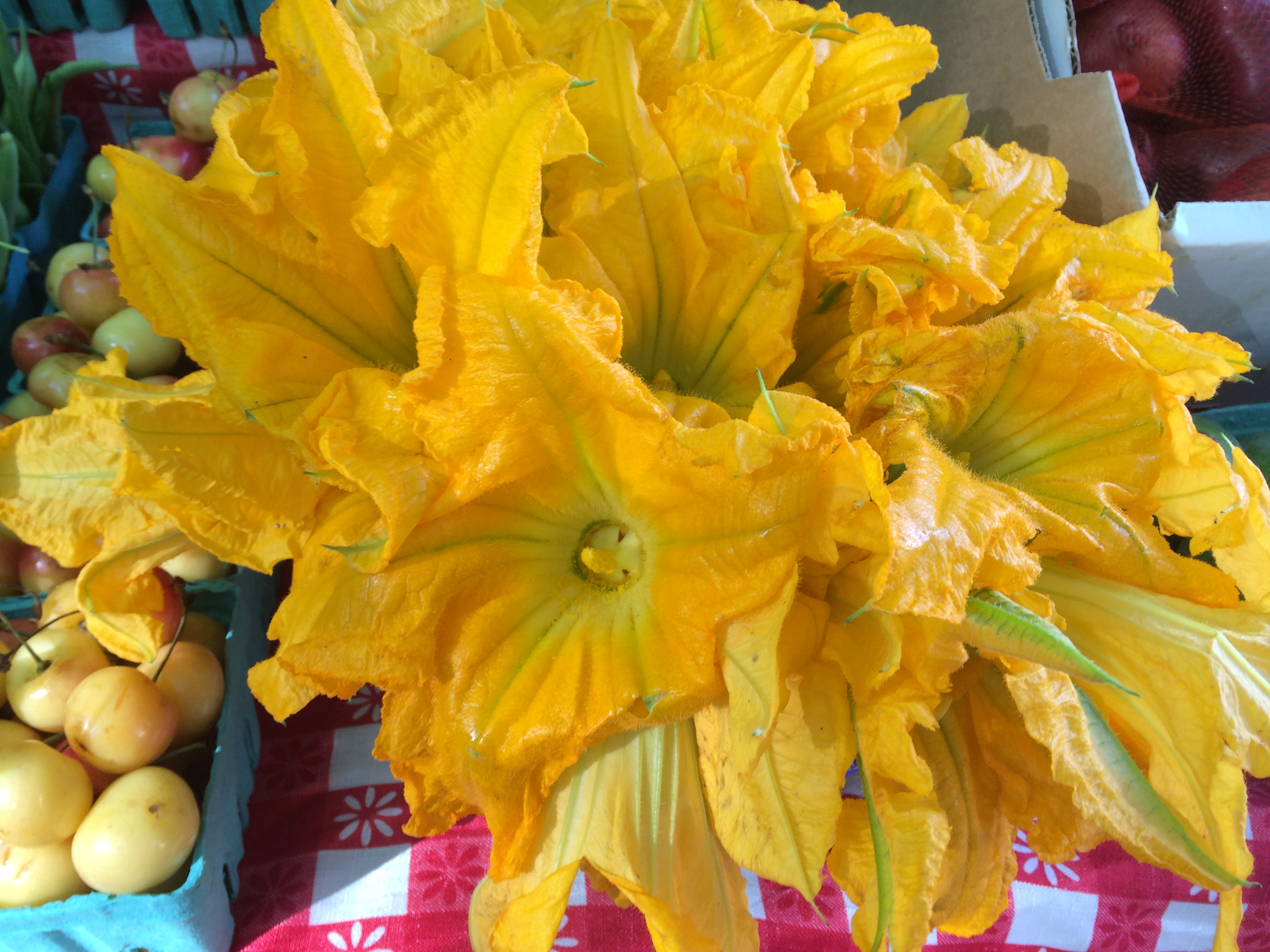 Cooking squash blossoms A guide to frying, stuffing and eating yummy