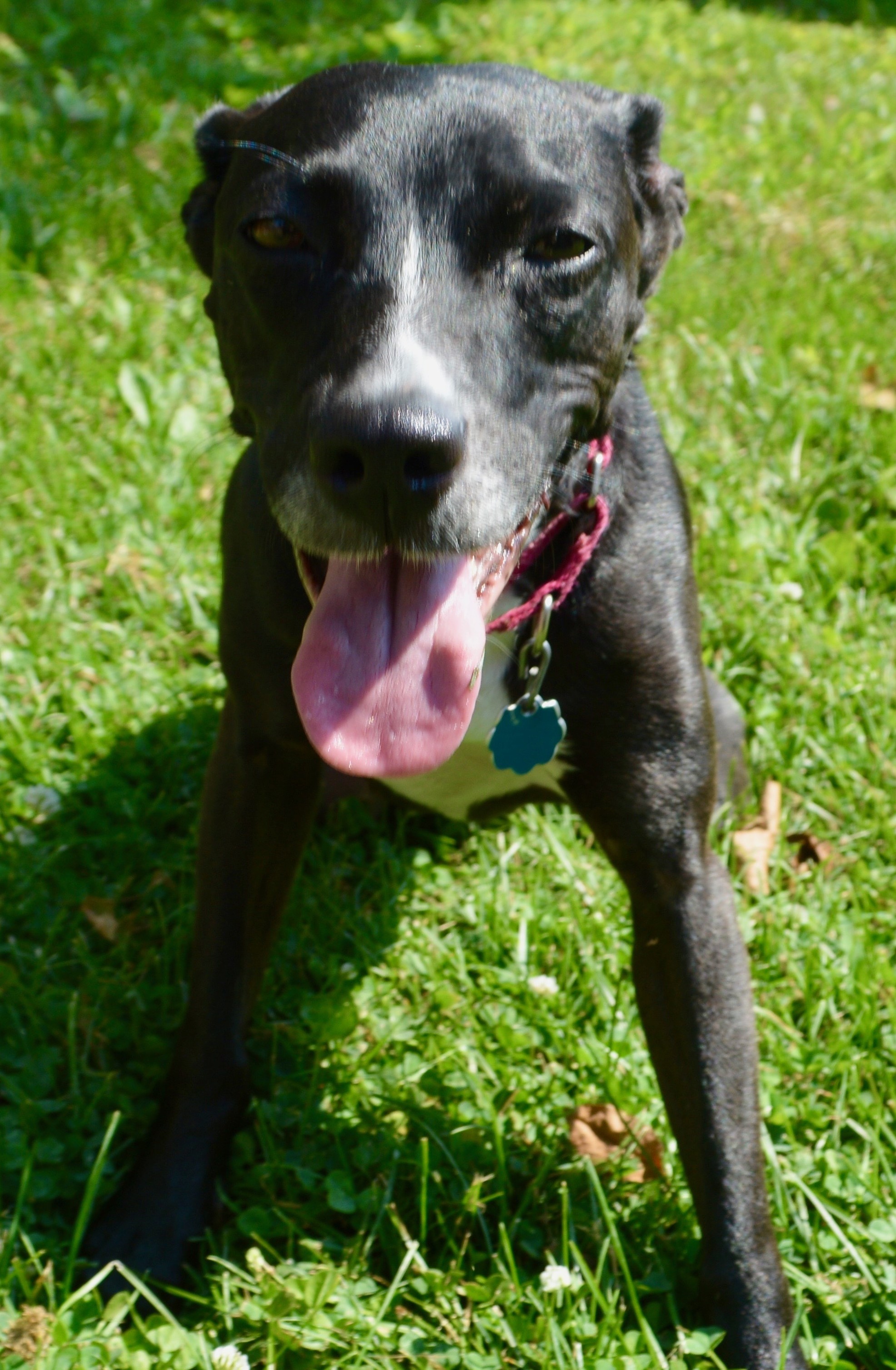 You can adopt 13 lucky pets on Staten Island this weekend Aug. 1718