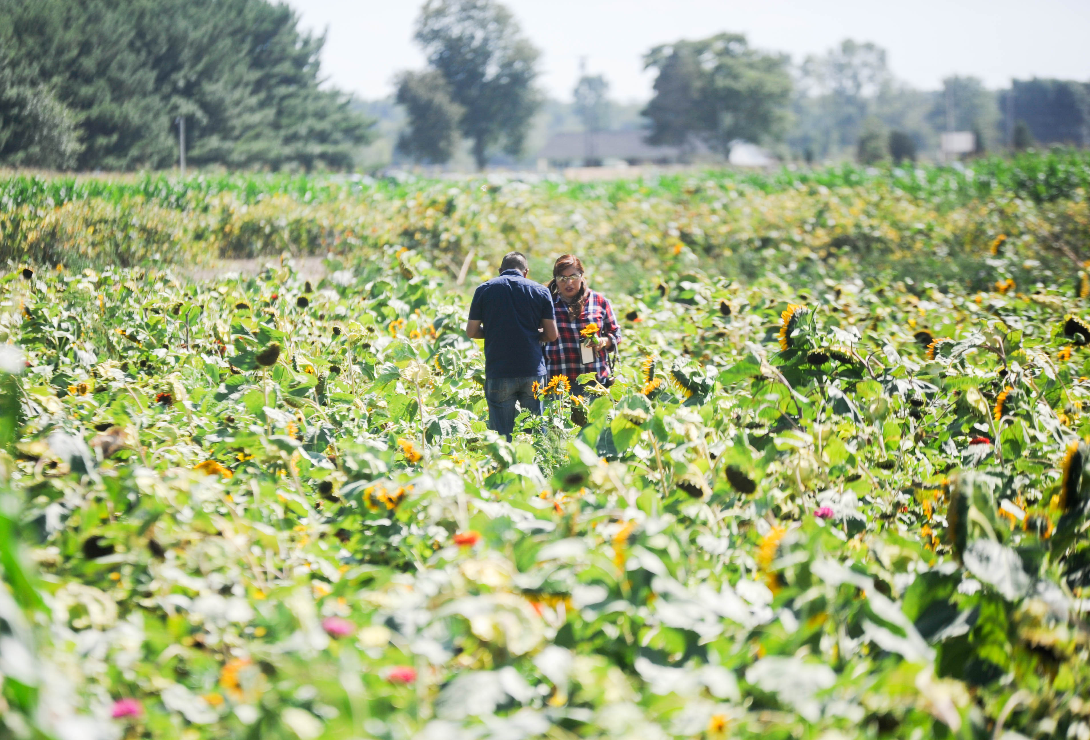 Family fun at DeBuck's Corn Maze and Pumpkin Patch - mlive.com