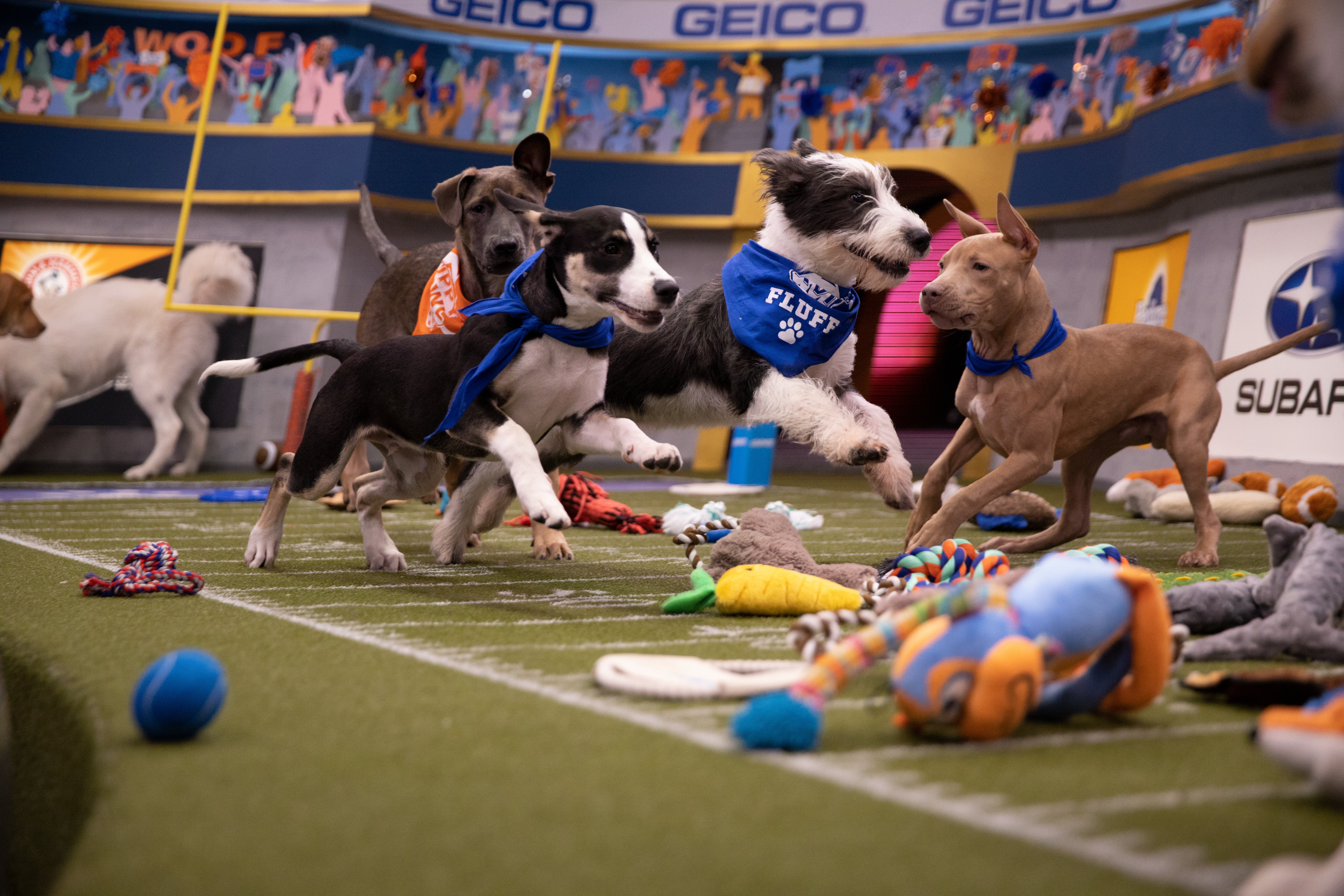 puppy bowl start time