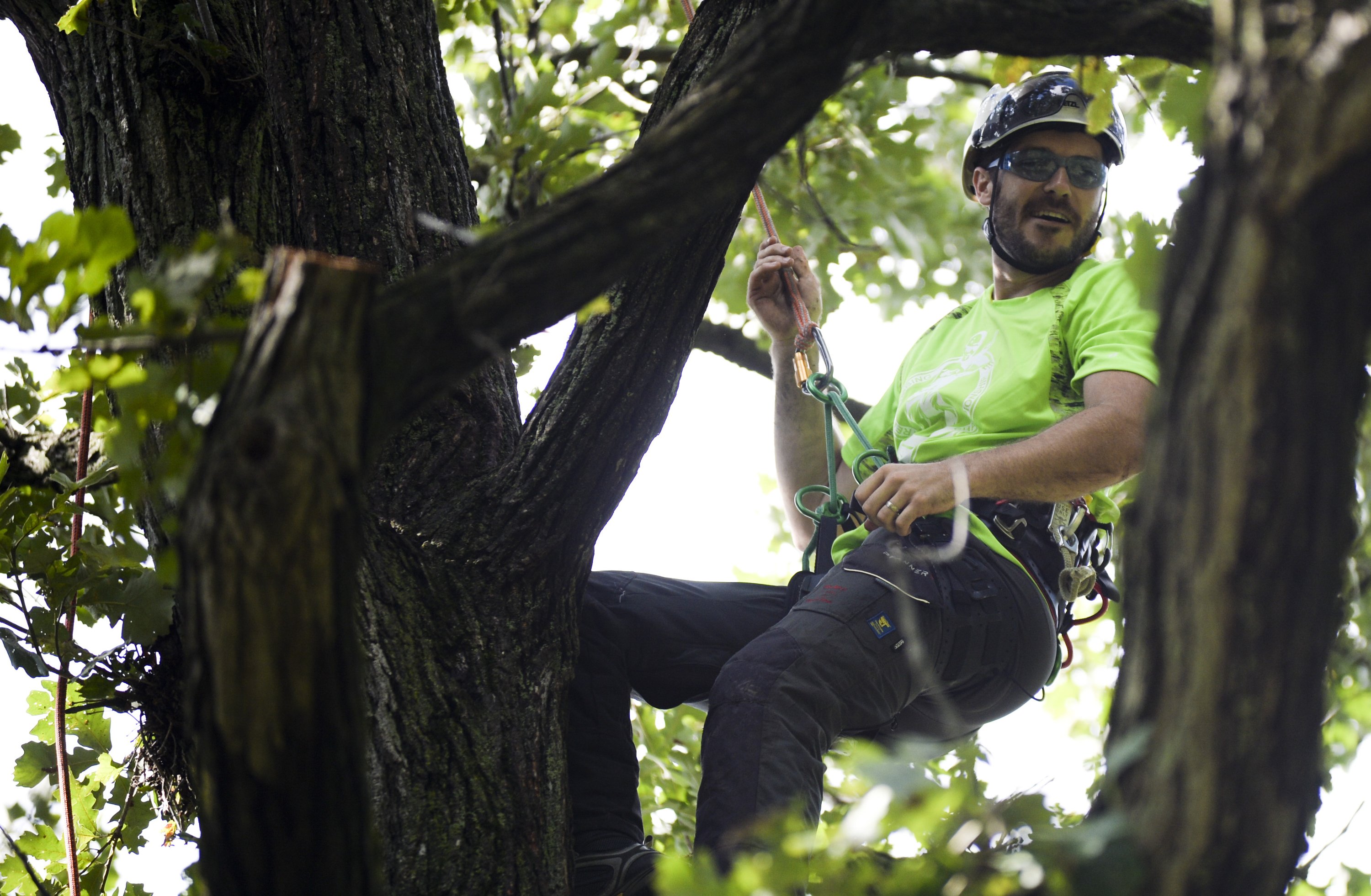 Michigan Tree Climbing Championship coming to Traverse City - mlive.com