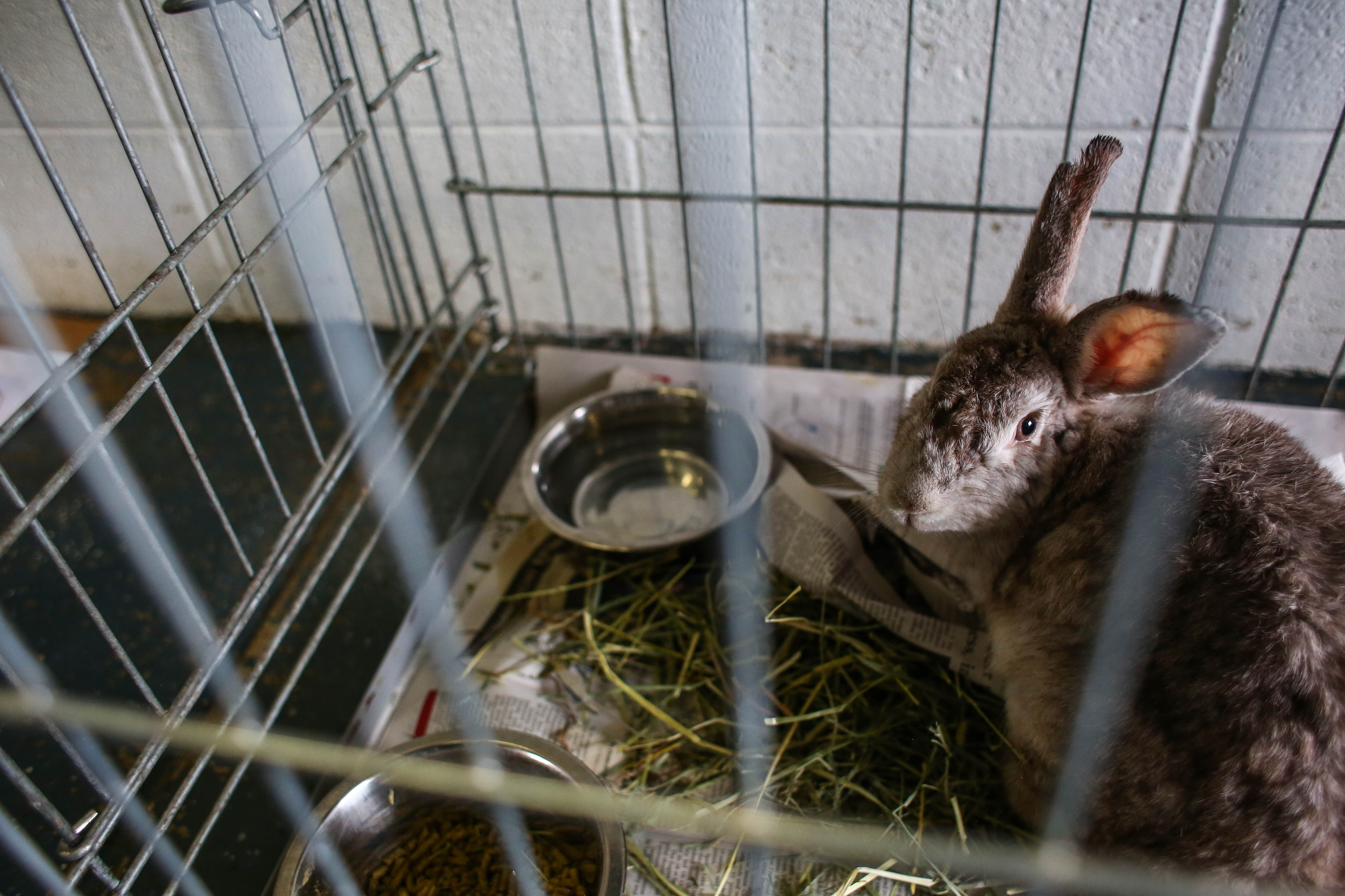 Bunnies rescued from hoarding situation in Muskegon home - mlive.com