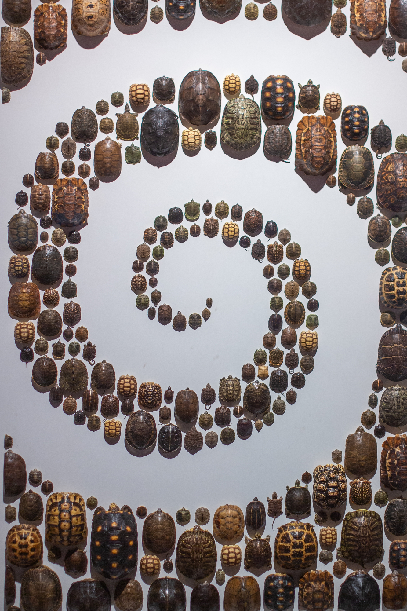 OMSI exhibit Exquisite Creatures by Oregon native Christopher Marley ...