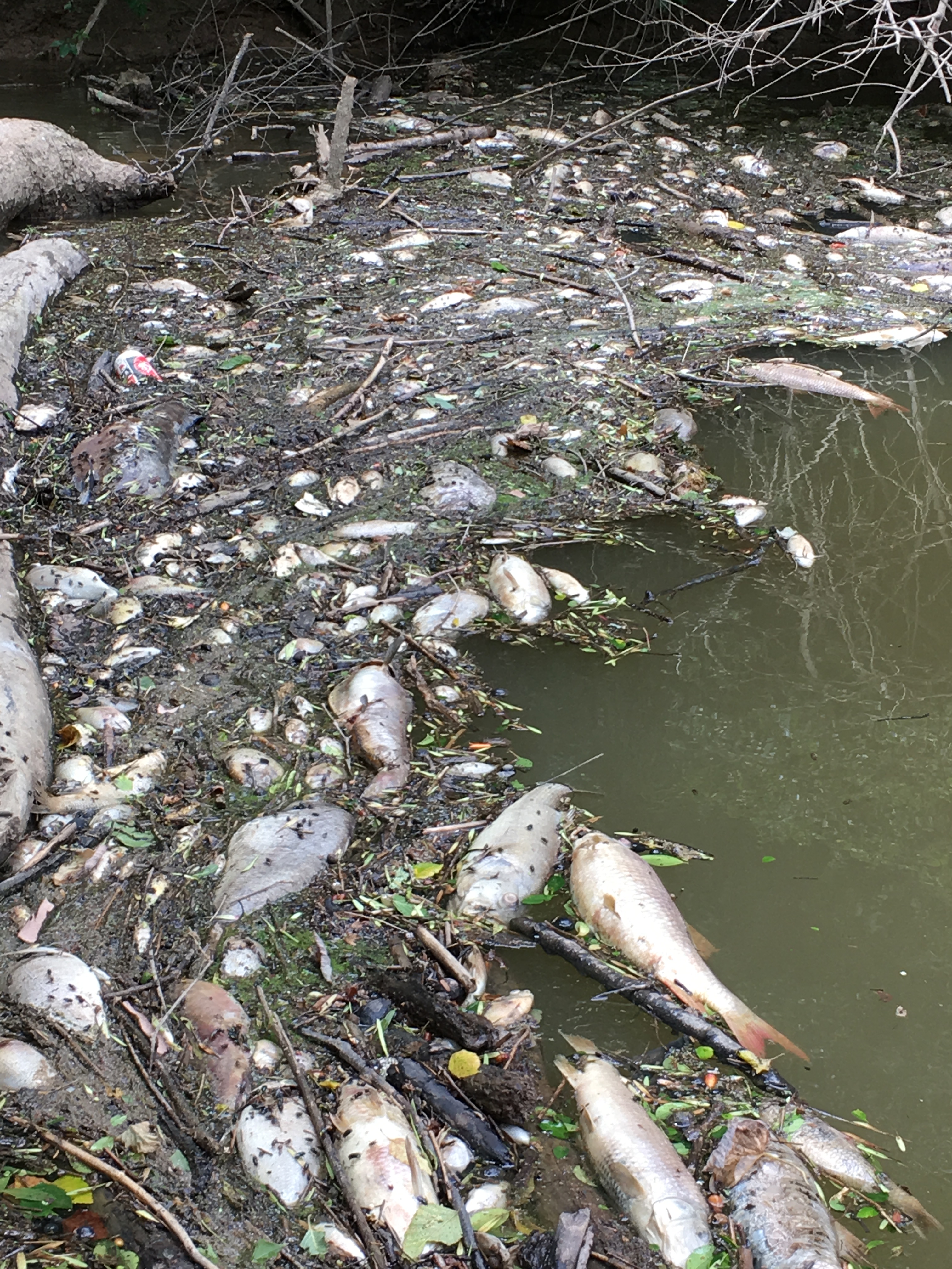 Estimated 175,000 fish killed north of Birmingham - al.com