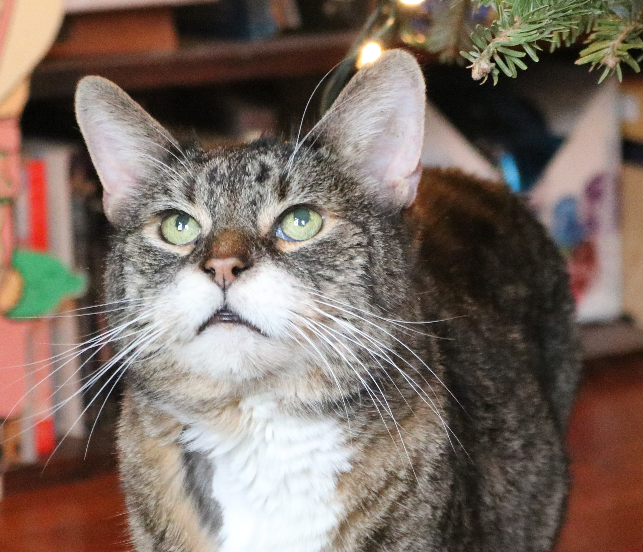 Cat returns home after five years - silive.com