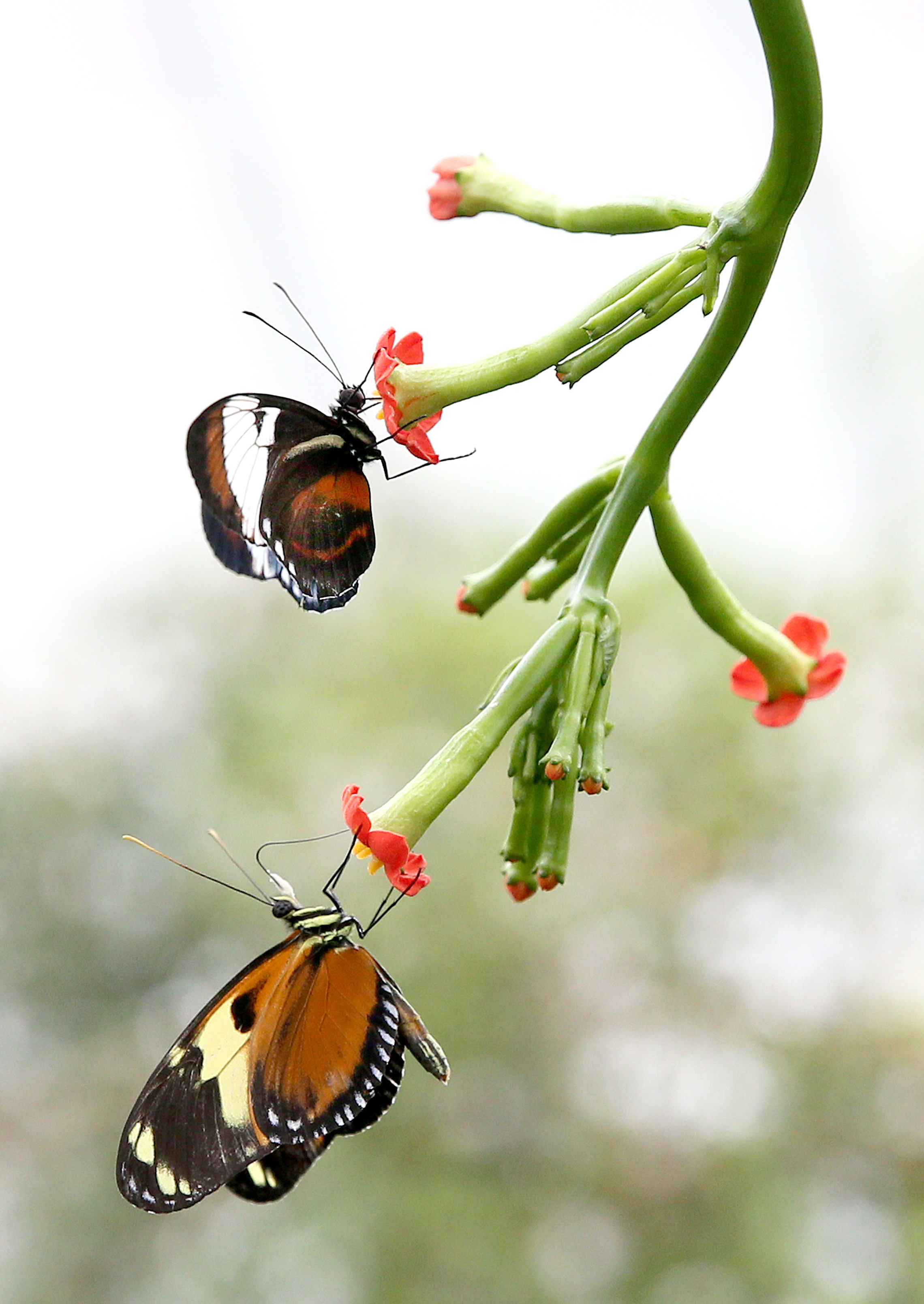Amazing Butterflies Cleveland Botanical Gardens