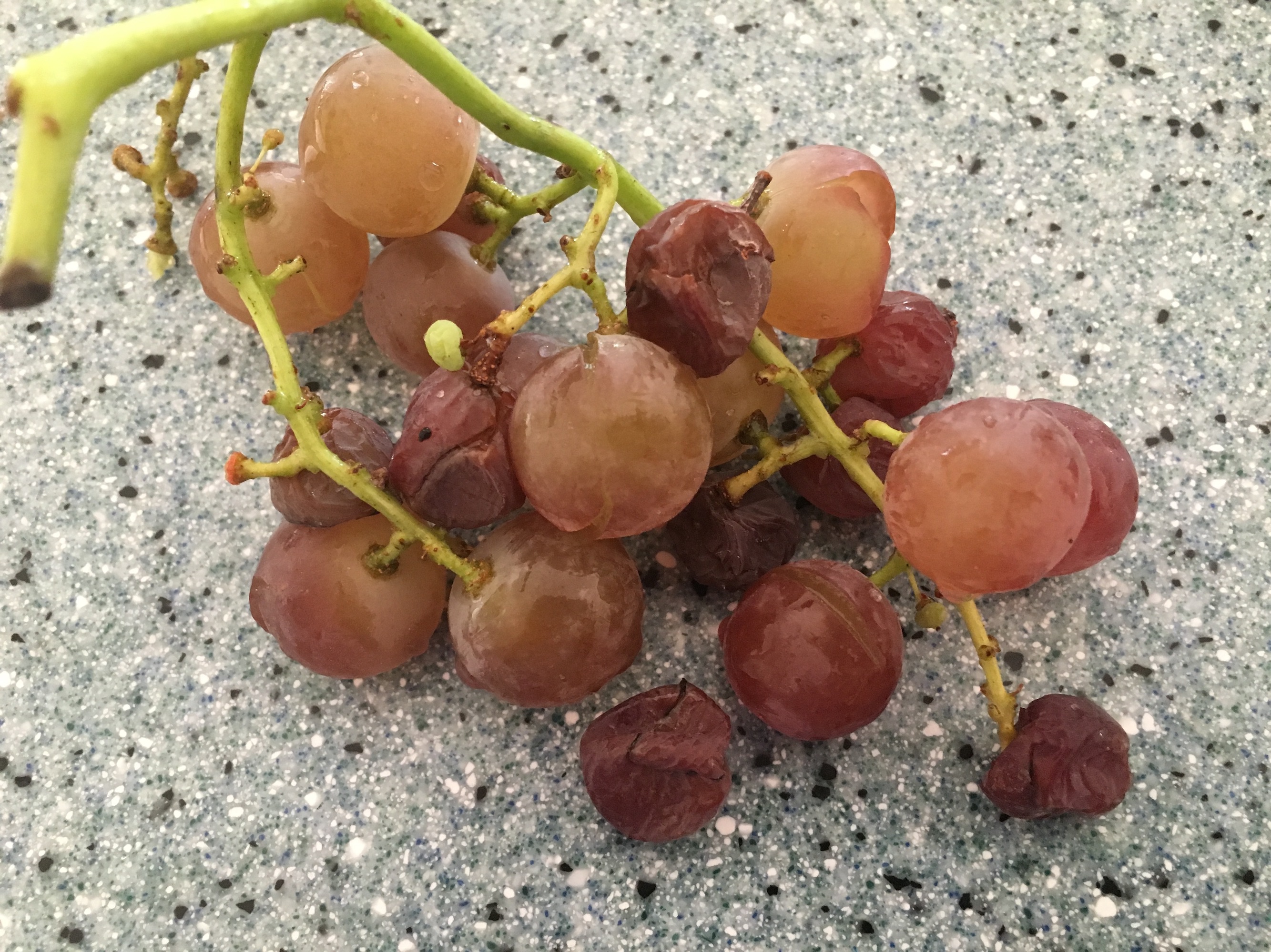 Ask an expert 'Why am I seeing uneven ripening on grape plants
