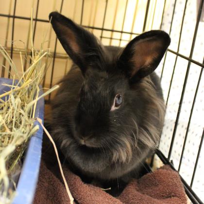 Leveritt Rabbit Pet Project 2019: Animals available for adoption on Feb. 13 - masslive.com
