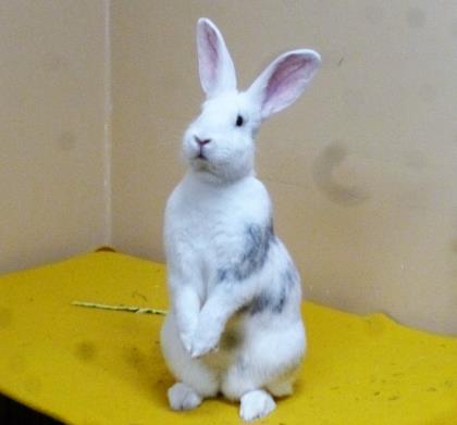 Leveritt Rabbit Pet Project 2019: Animals available for adoption on Jan. 16 - masslive.com