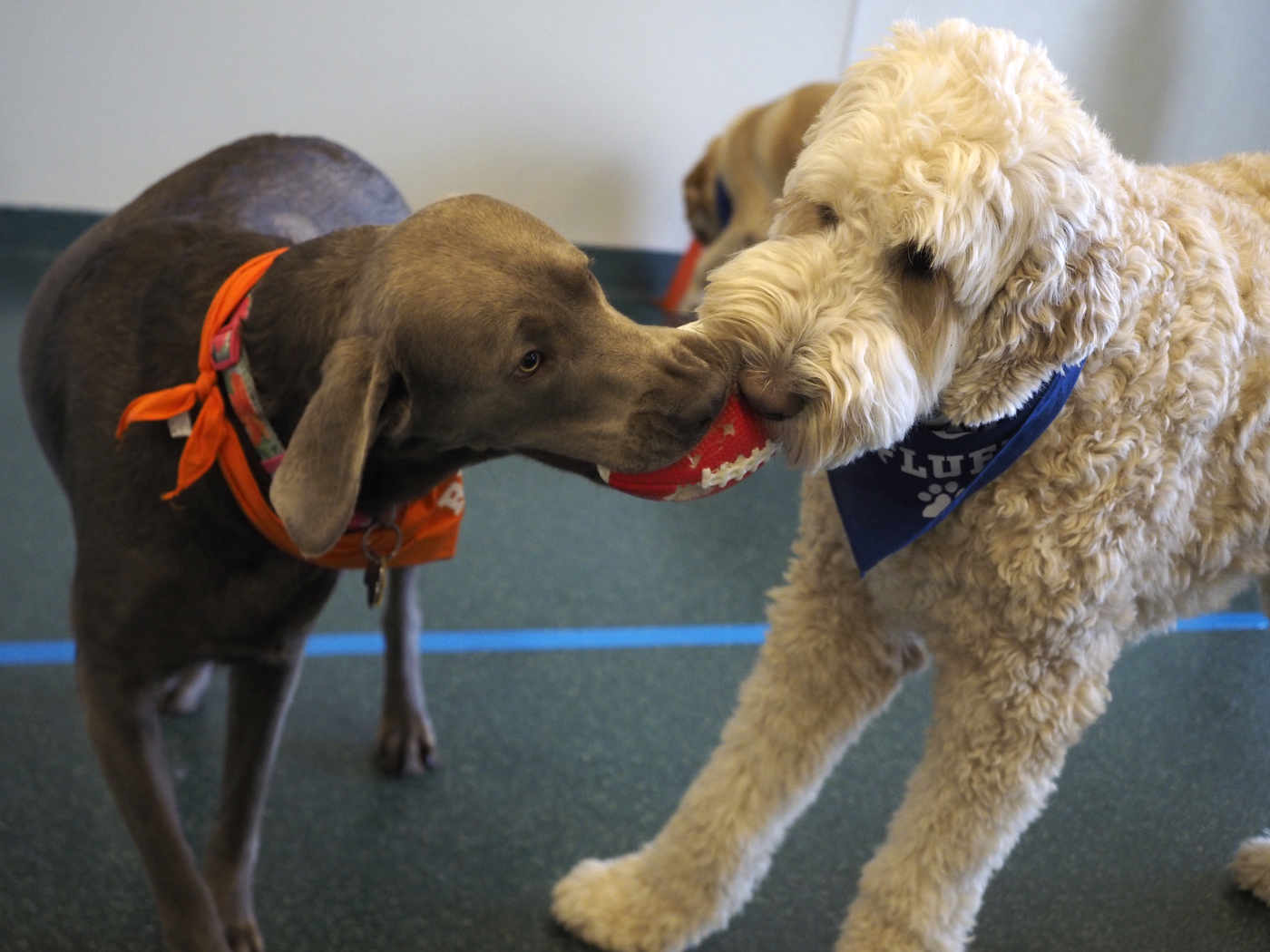 Game on! Best Friends 'Puppy Bowl' Team Ruff vs. Team Fluff hopes to ...