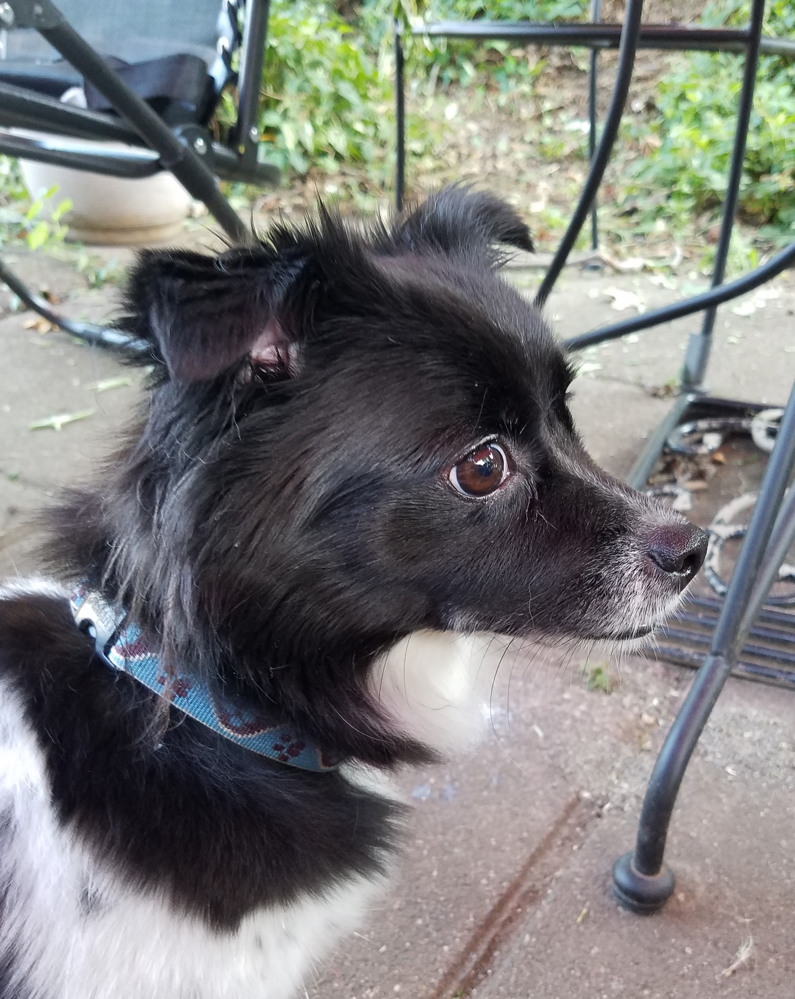 Huggable Pets 24 huggable pets you can rescue this weekend on Staten Island: Oct. 20 ...