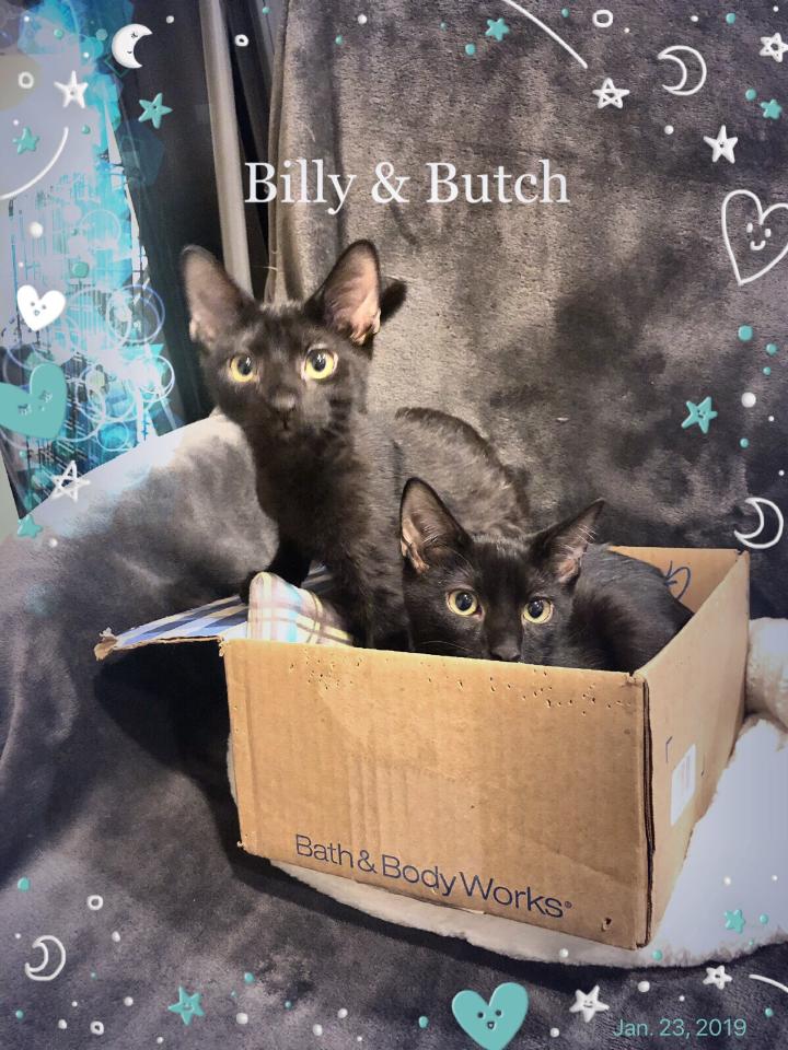 15 super cute rescue pets to adopt this weekend on Staten Island Feb