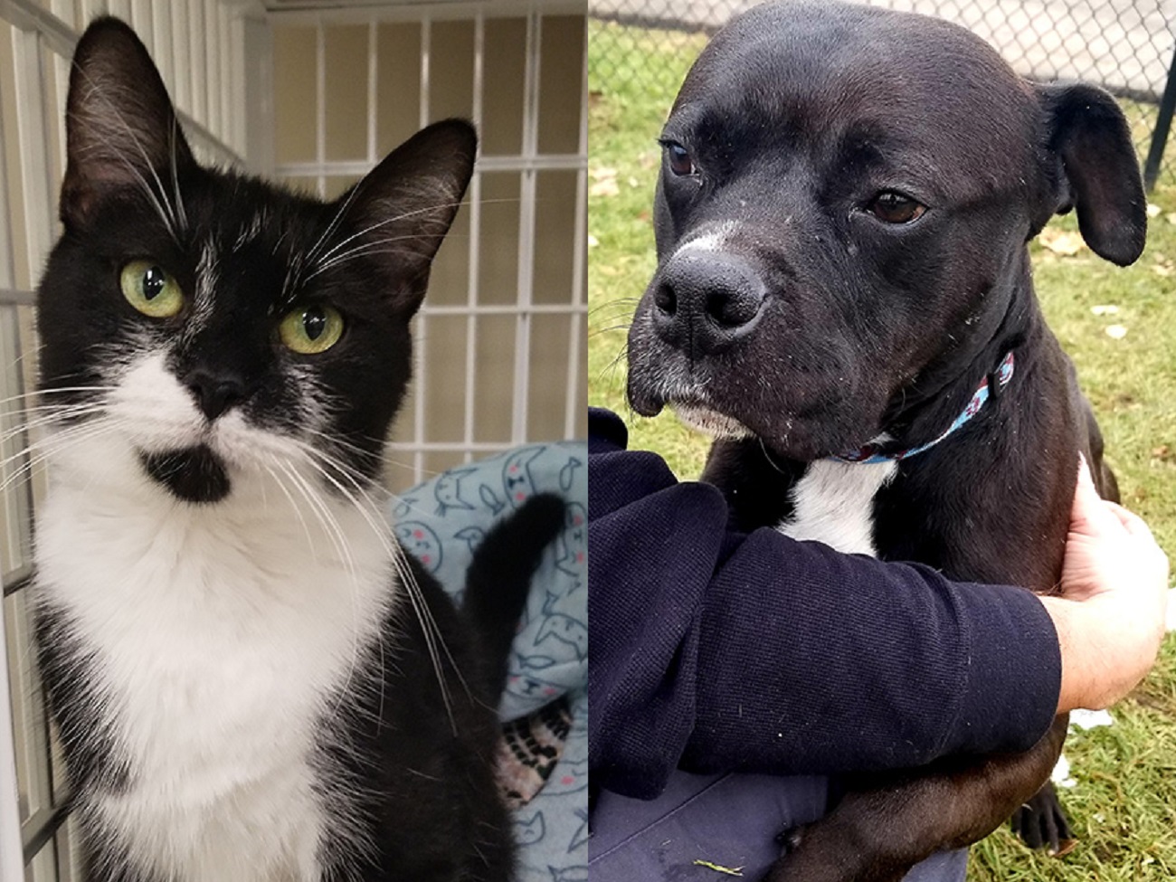 pets looking for homes