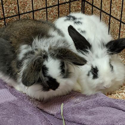 Leveritt Rabbit Pet Project 2019: Animals available for adoption on Jan. 30 - masslive.com