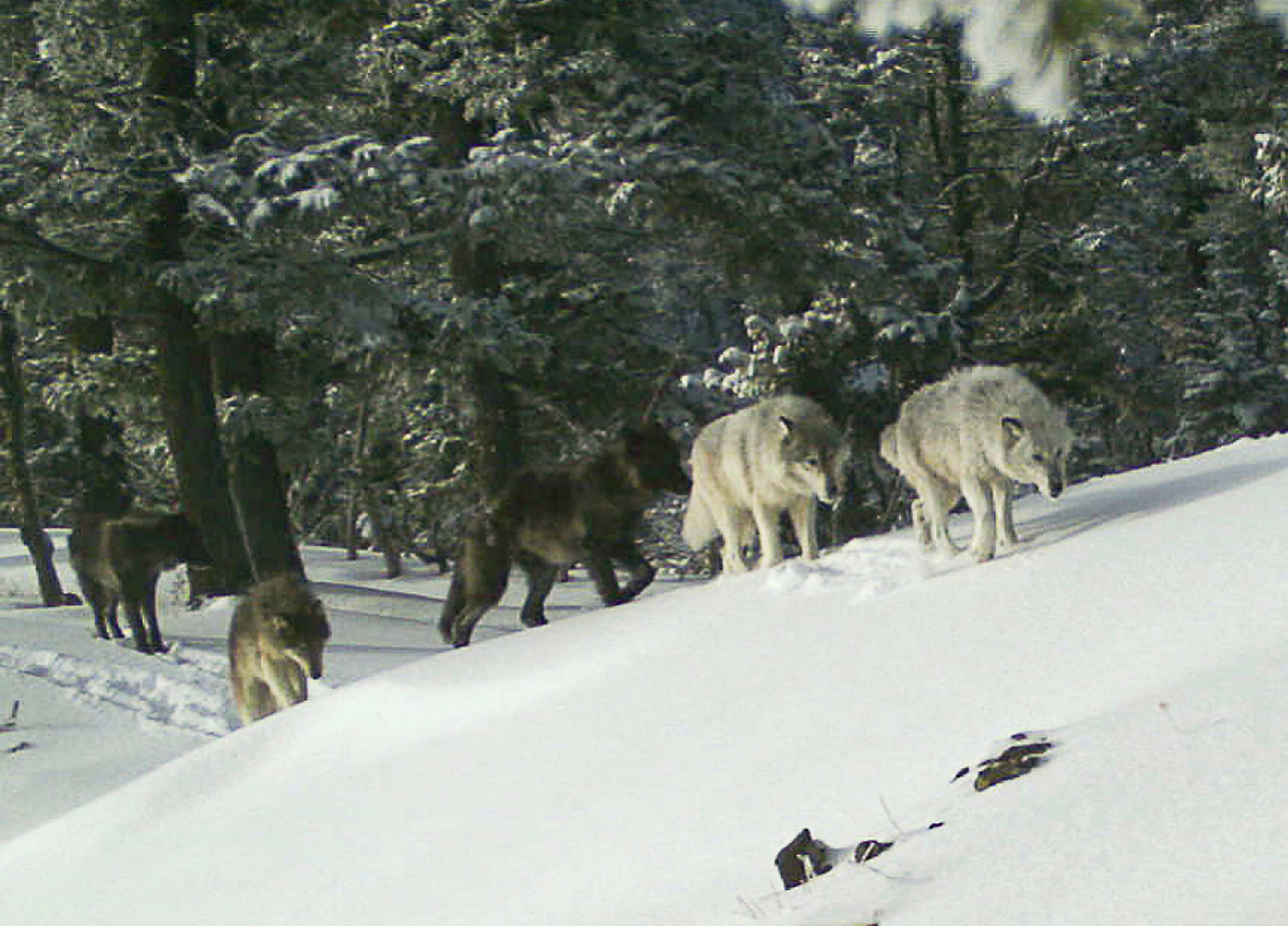 New wolfpack in western Oregon boasts 4 new pups